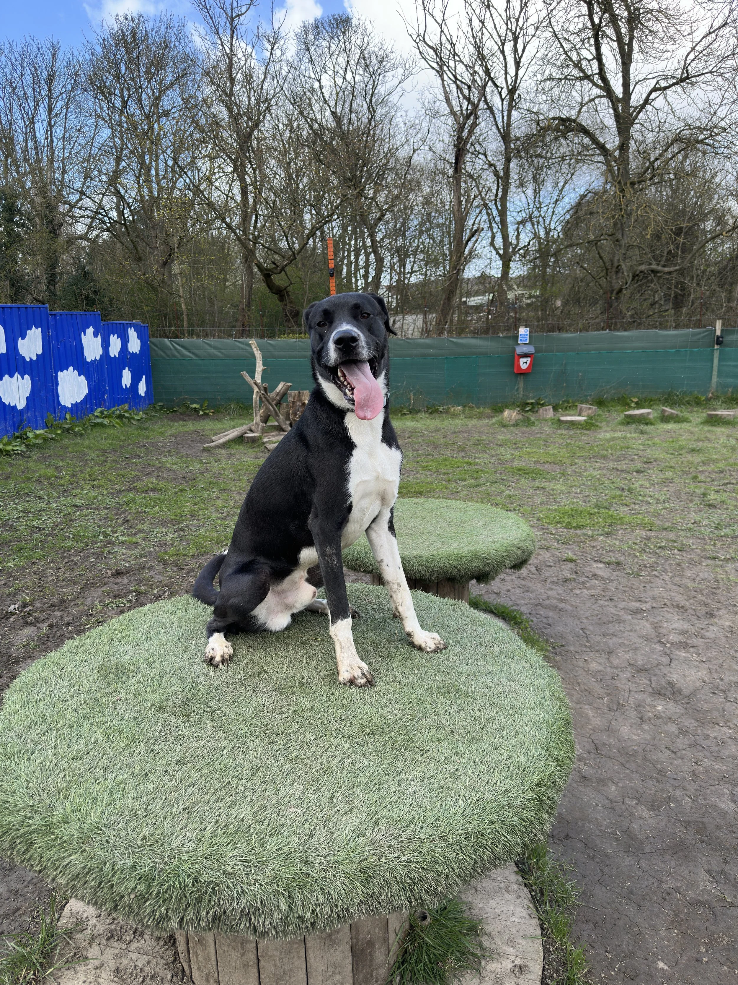A black and white dog sitting on a round, grass-covered platform outdoors, with a green fence, trees, and a clear sky in the background.