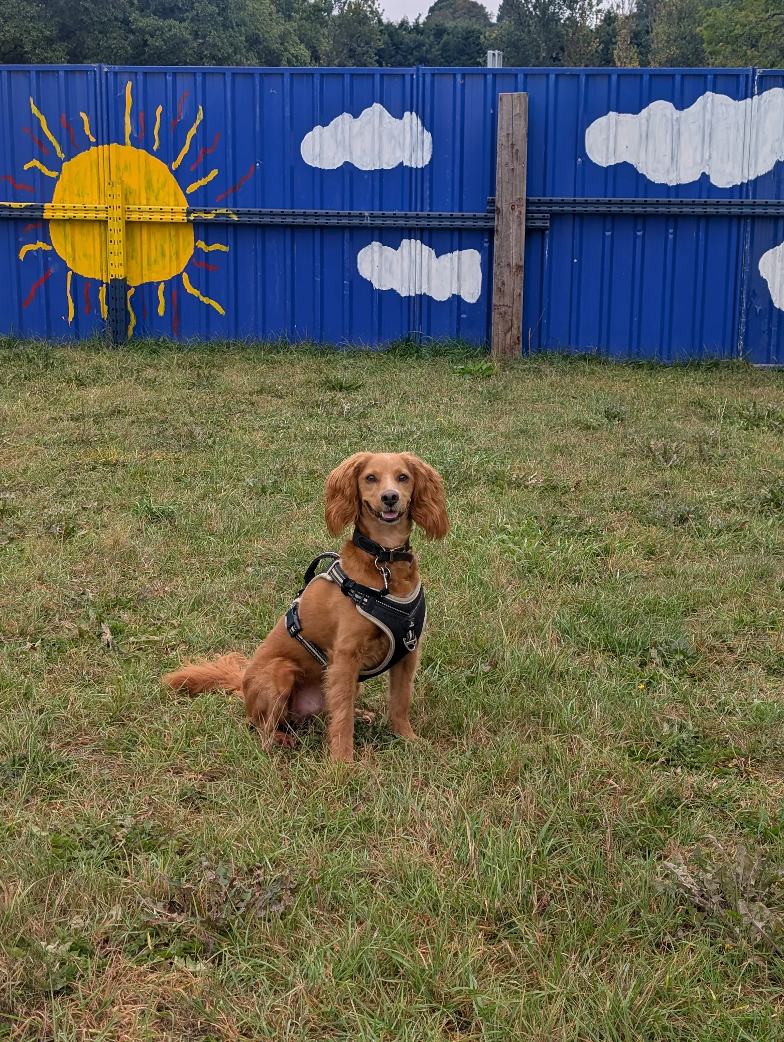 A brown dog with long ears sitting on grass in front of a blue fence painted with a sun and clouds.