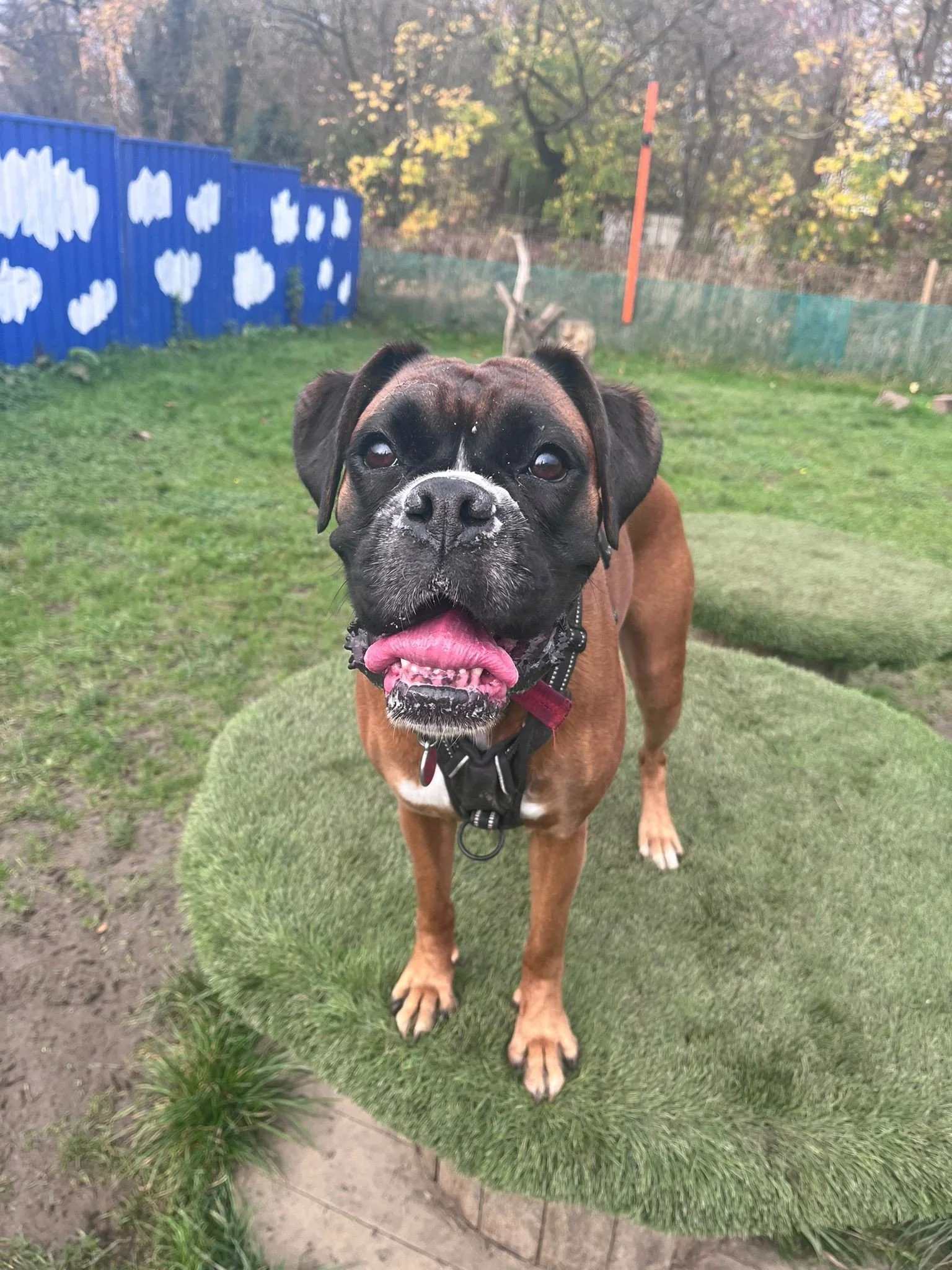 A brown dog with a black face and white markings around its nose, standing on a small grassy platform outdoors, with a colorful fence, trees, and a blue cloud mural in the background.