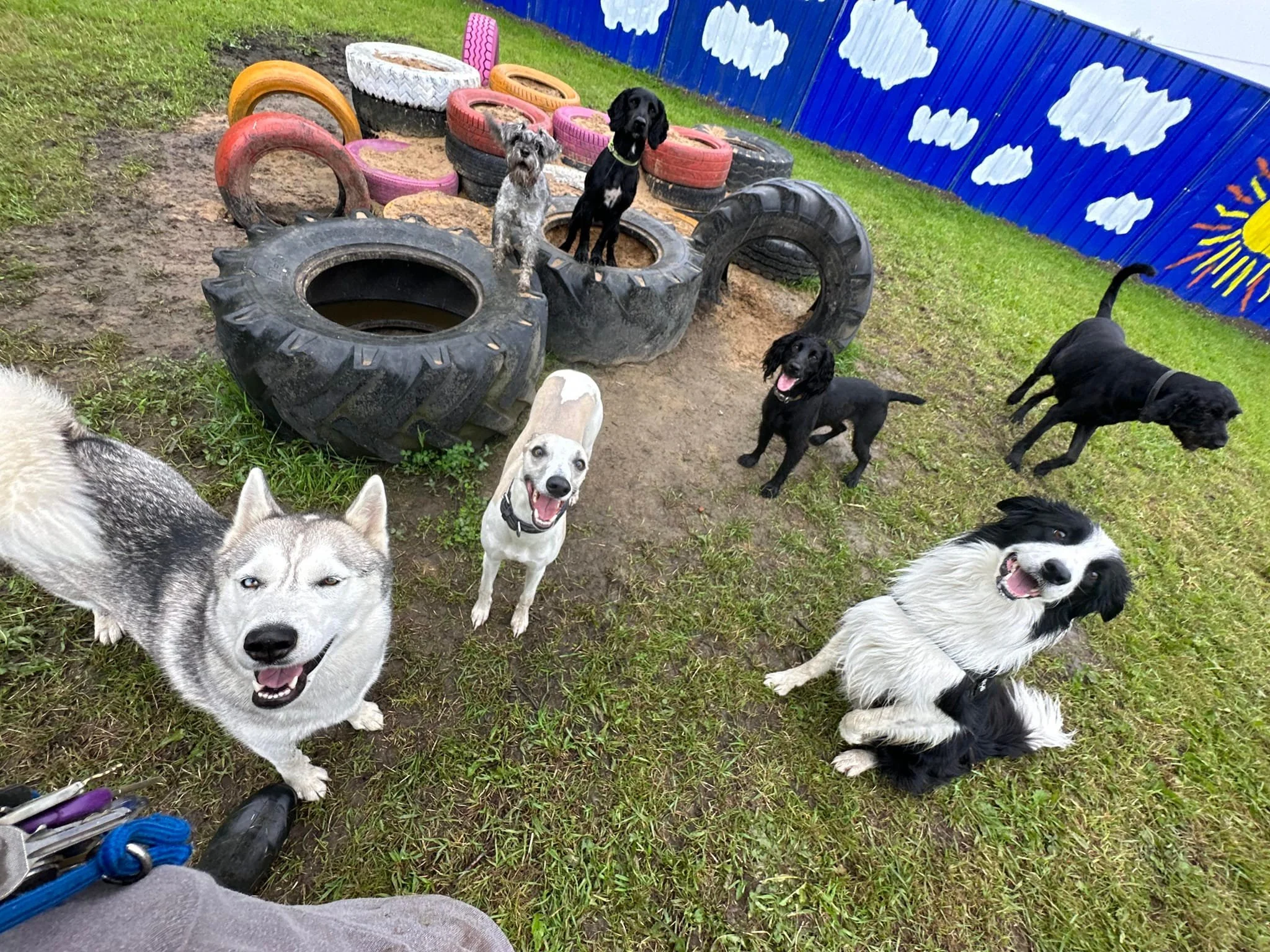 Group of dogs playing outside on a grassy area with a colorful mural of clouds and the sun in the background. There are tires and painted tires stacked as obstacle equipment.
