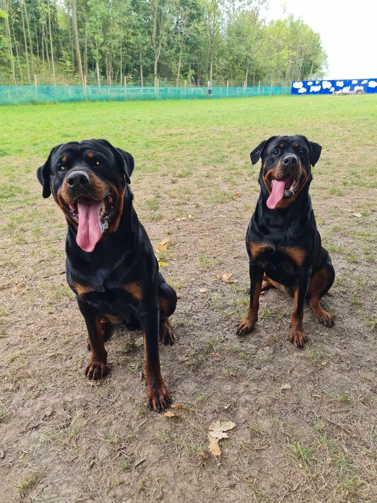 Two black and tan Rottweiler dogs sitting on the grass with trees and a fence in the background, both dogs looking happy with their tongues out.