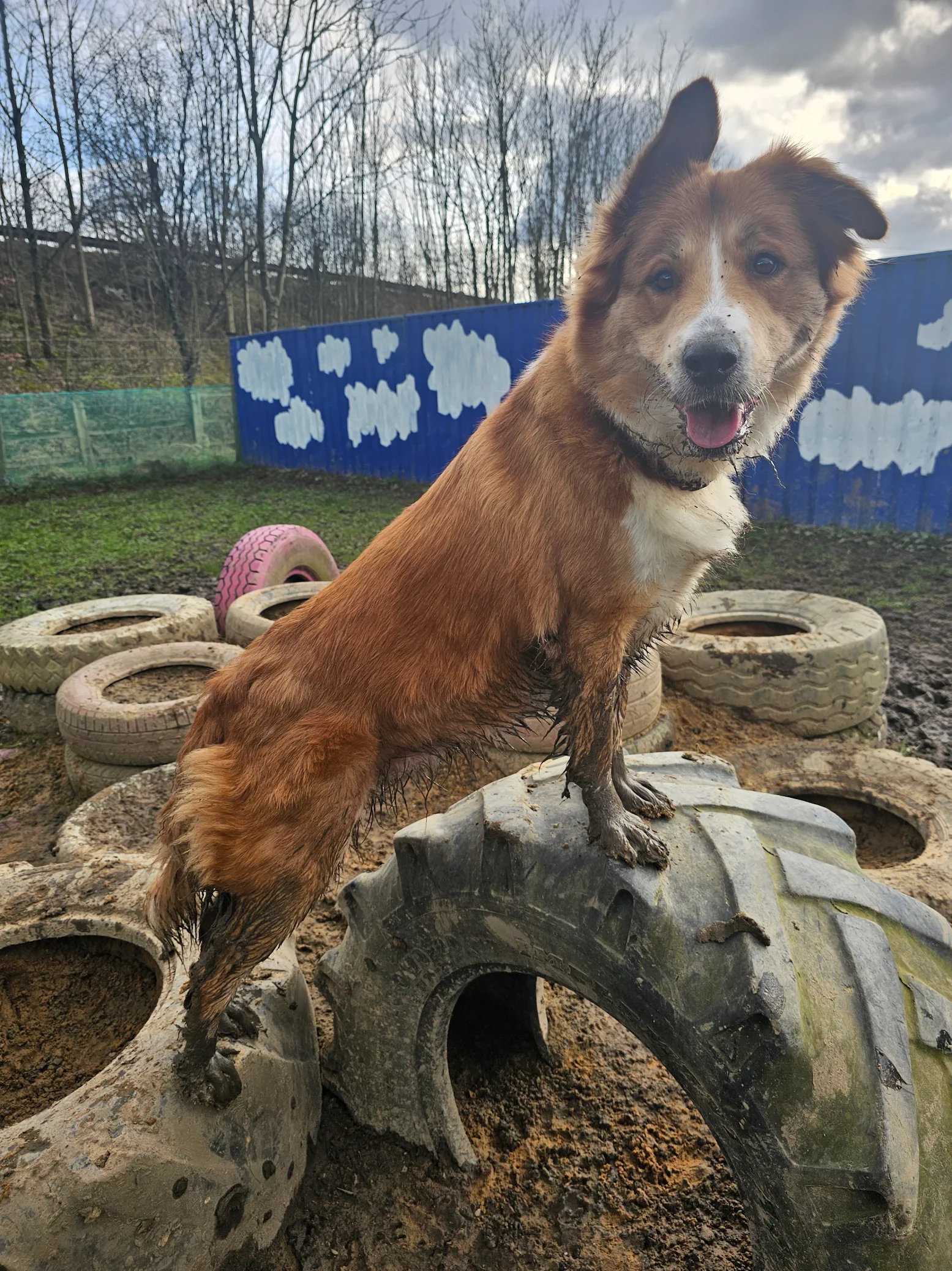 A wet brown and white dog standing on muddy tires in a muddy outdoor play area, with a colorful blue and green fence with cloud decorations in the background, and leafless trees under a cloudy sky.