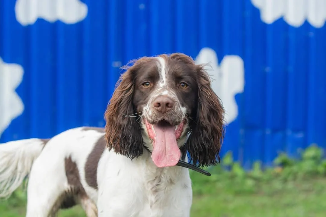 A cheerful brown and white dog with long ears and a hanging tongue, standing in front of a blue fence.
