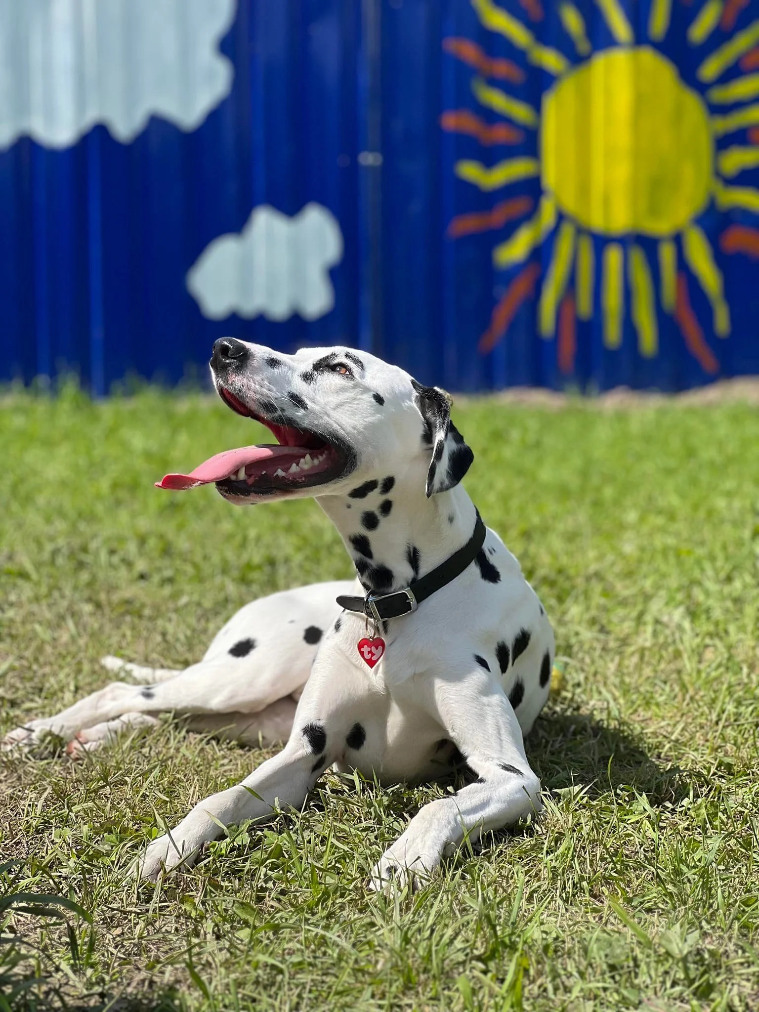 A Dalmatian dog lying on grass with its tongue out, in front of a blue fence with a painted sun and clouds.