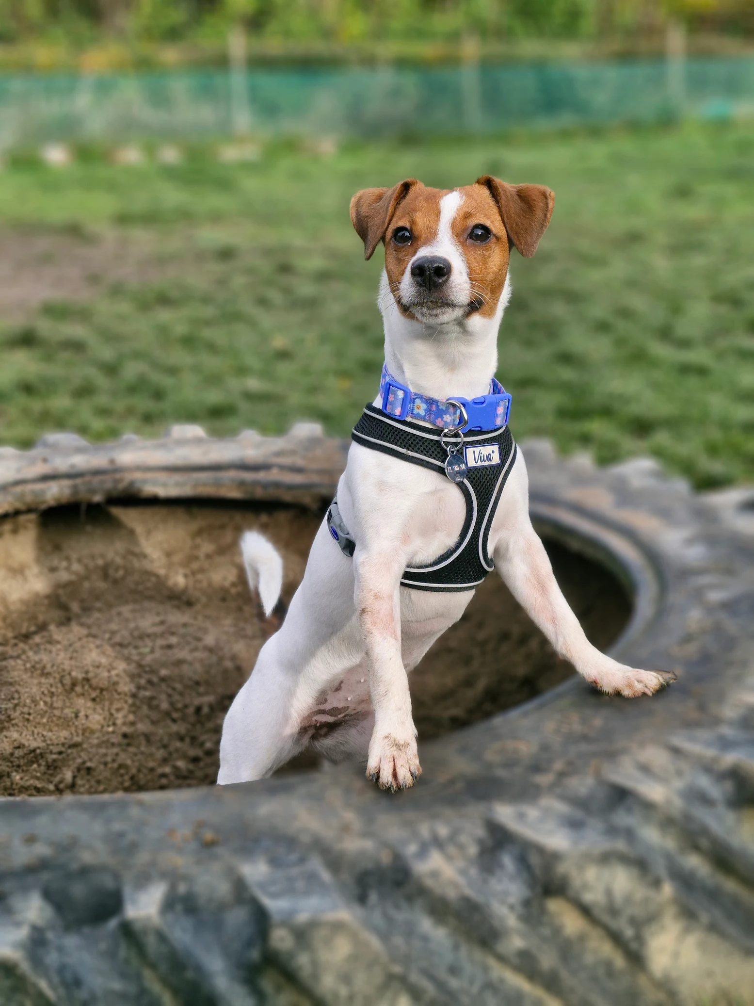 A small dog with brown and white fur standing with its front paws on a stone edge, wearing a blue collar and black harness, outdoors in a grassy area.