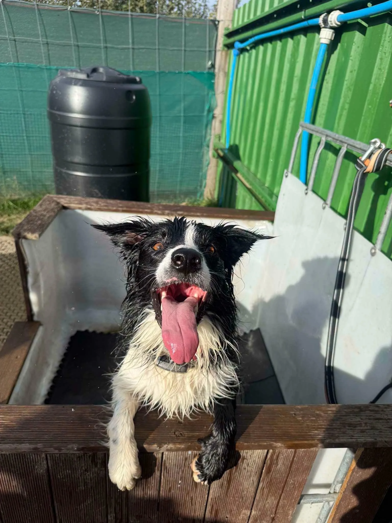 Pooch & Boot Washstation 