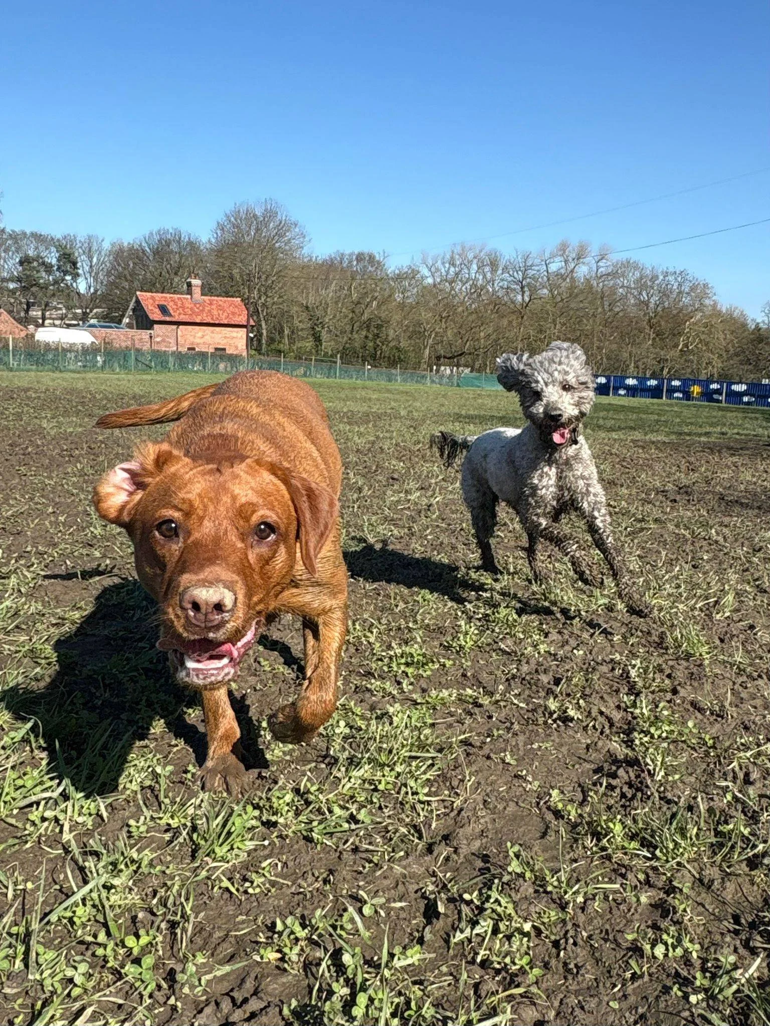 Two dogs running on a grassy field under a clear blue sky, with trees and a brick house in the background.