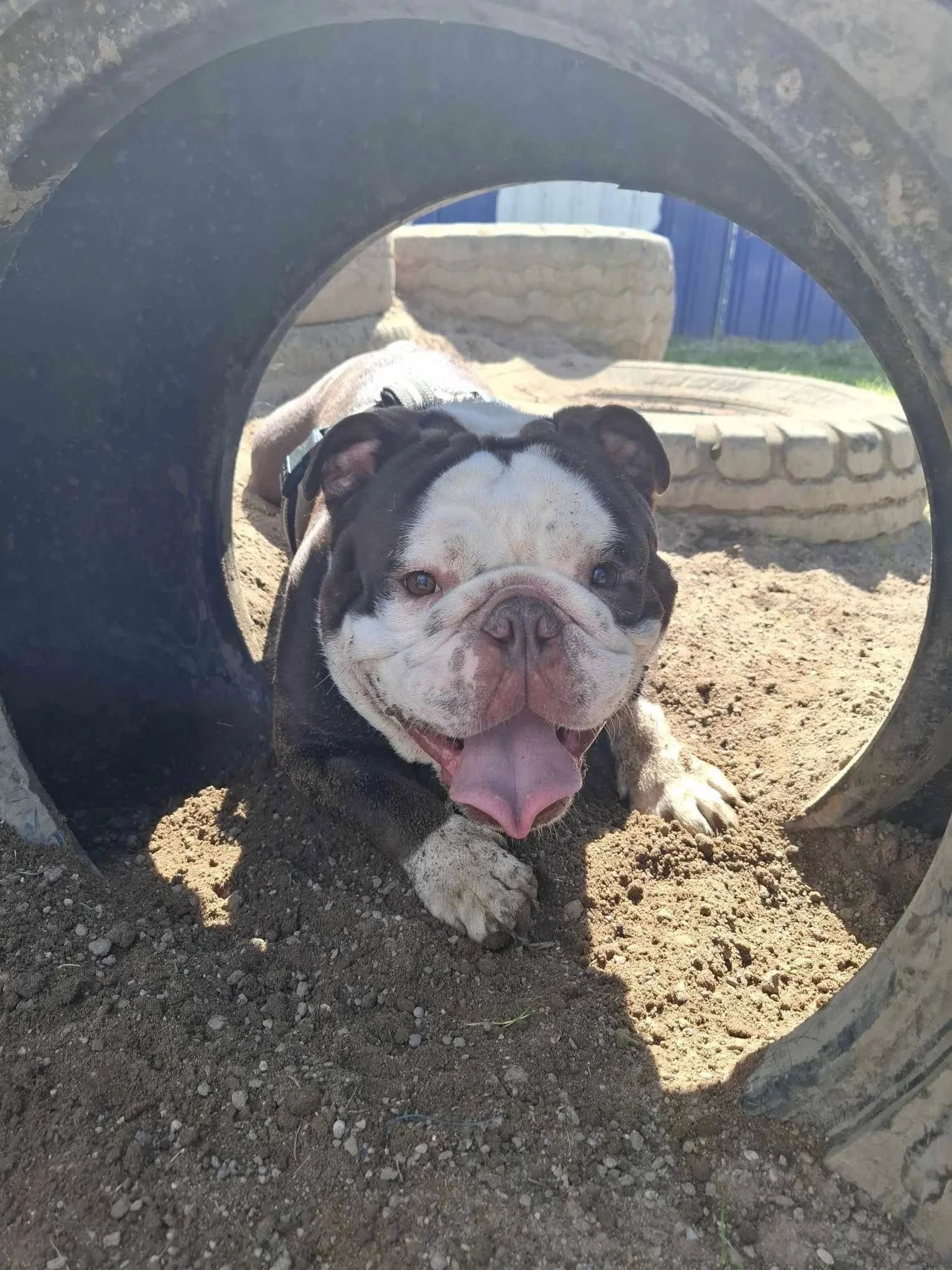 A happy bulldog puppy with a wide smile and tongue out, lying on dirt and resting under a black plastic tube in an outdoor yard.