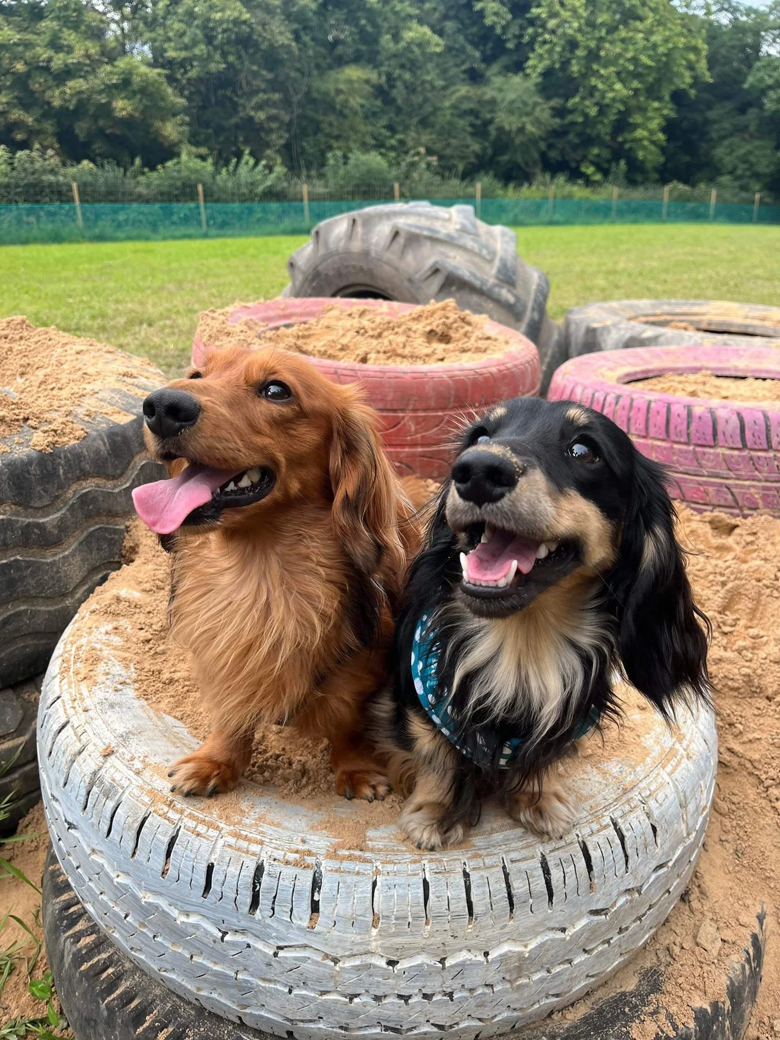 Two dachshund dogs, one with reddish fur and the other with black and tan fur, sitting on top of a tire filled with sand, outdoors on a grassy field with trees in the background.