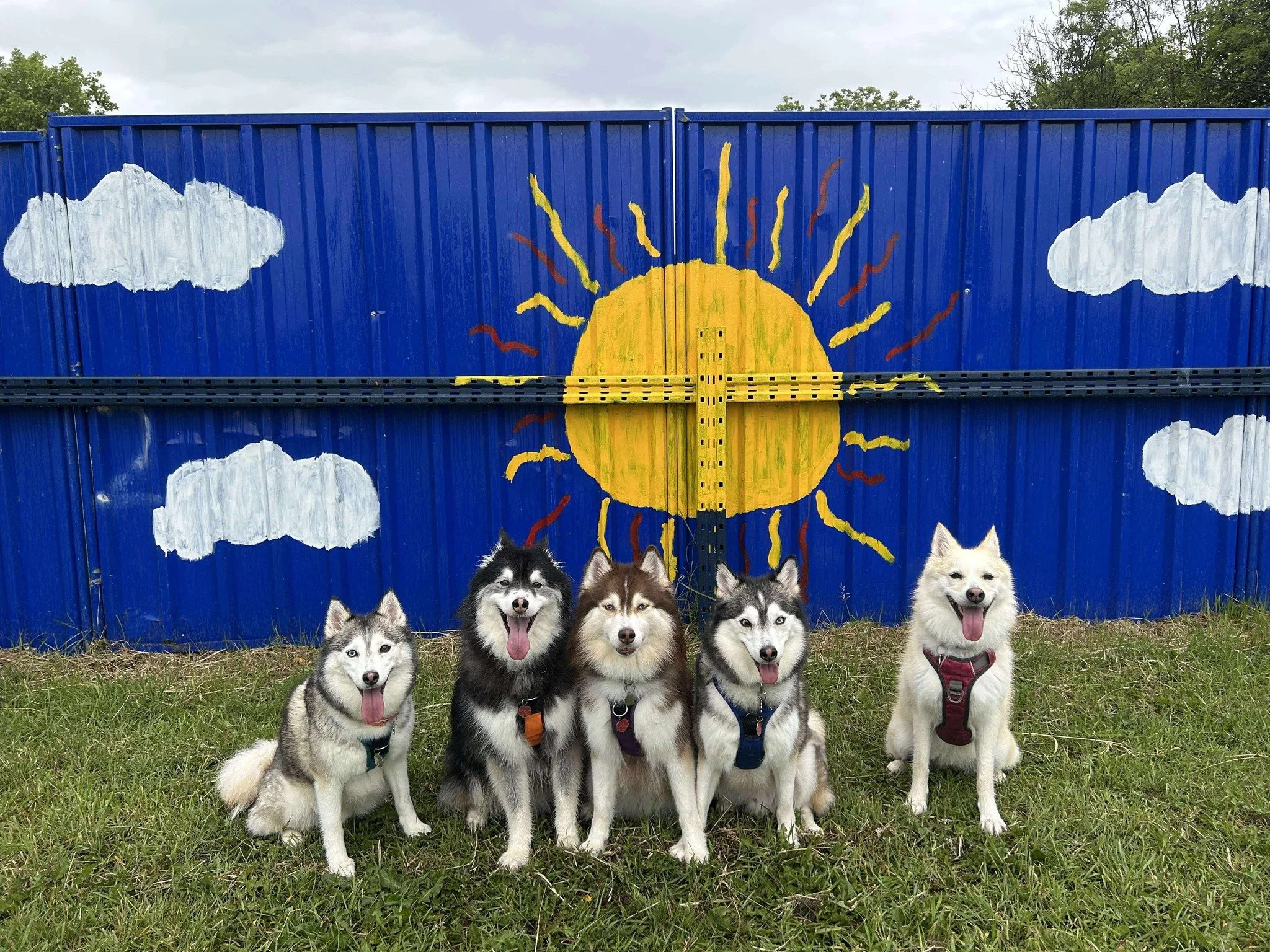 Five huskies sitting on grass in front of a colorful mural of a yellow sun with rays and white clouds on a blue background.