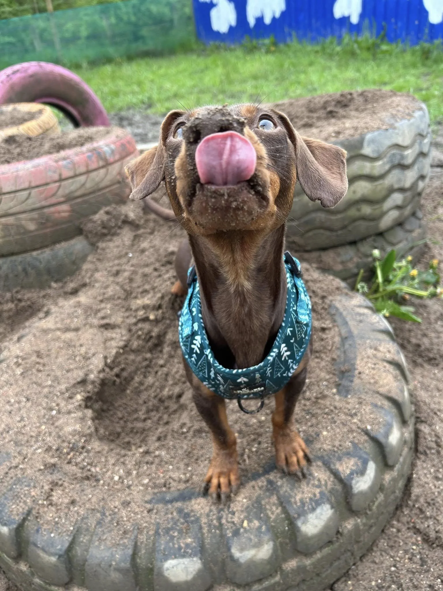 A small brown dog with a blue bandana around its neck standing on a dirt mound inside a tire, sticking out its tongue toward the camera in a playful manner.