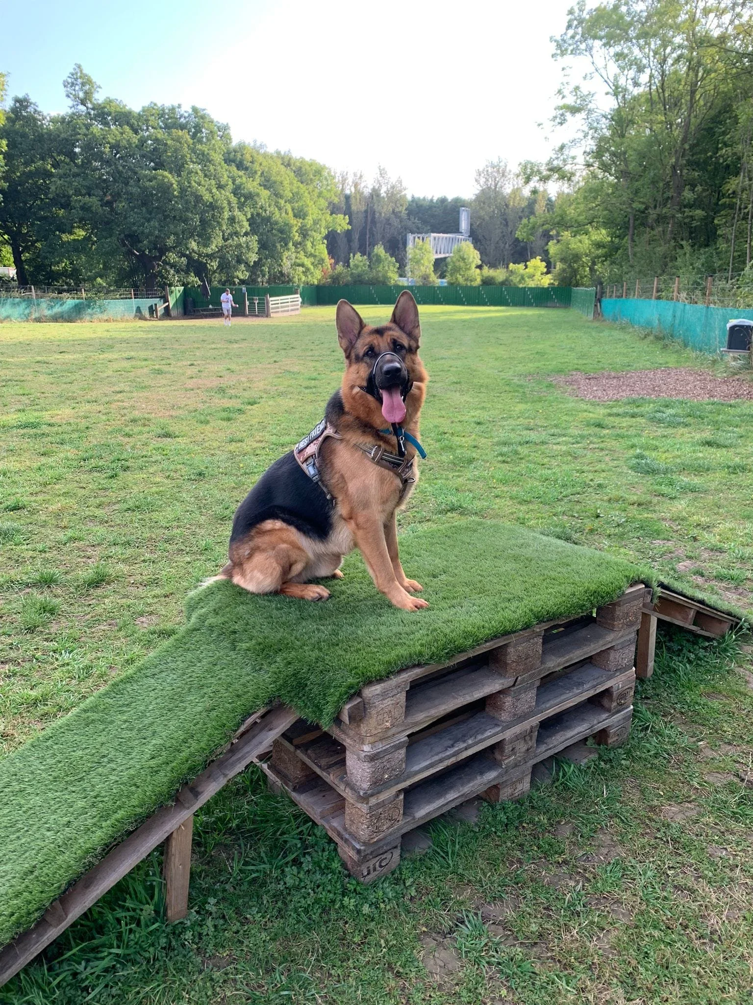 A German Shepherd dog sitting on a small wooden and pallet platform with green artificial grass, at a dog park with open grassy area, trees, and a person in the background.