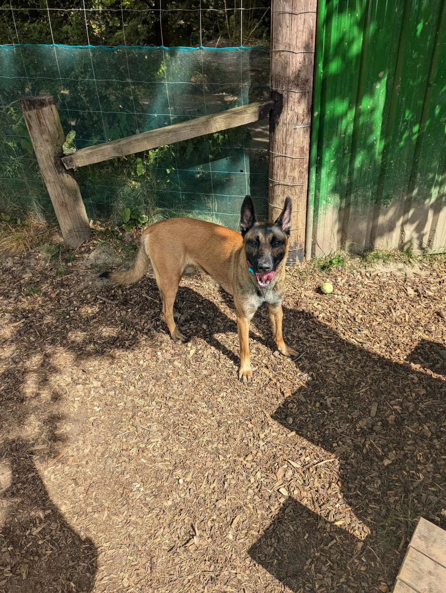A tan and black dog standing on wood chip ground inside a fenced outdoor area, with sunlight and shadows.
