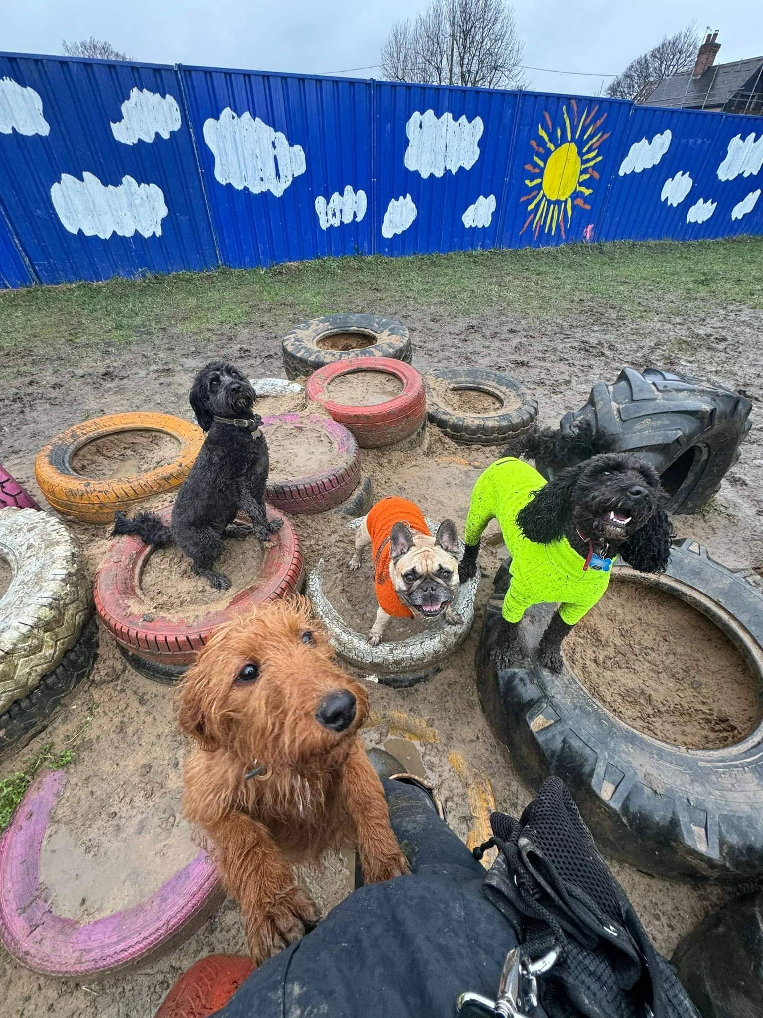 Four dogs playing in a muddy playground with tire obstacles, against a blue fence with a painted sky and sun.