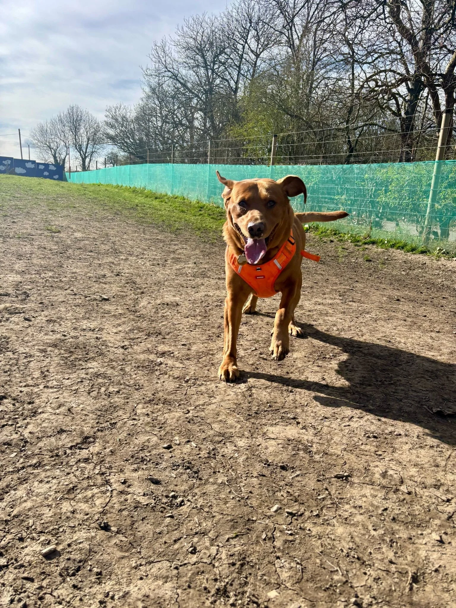 A happy brown dog with a purple tongue wearing an orange harness running on a dirt path outdoors on a sunny day, with bare trees and a green fence in the background.