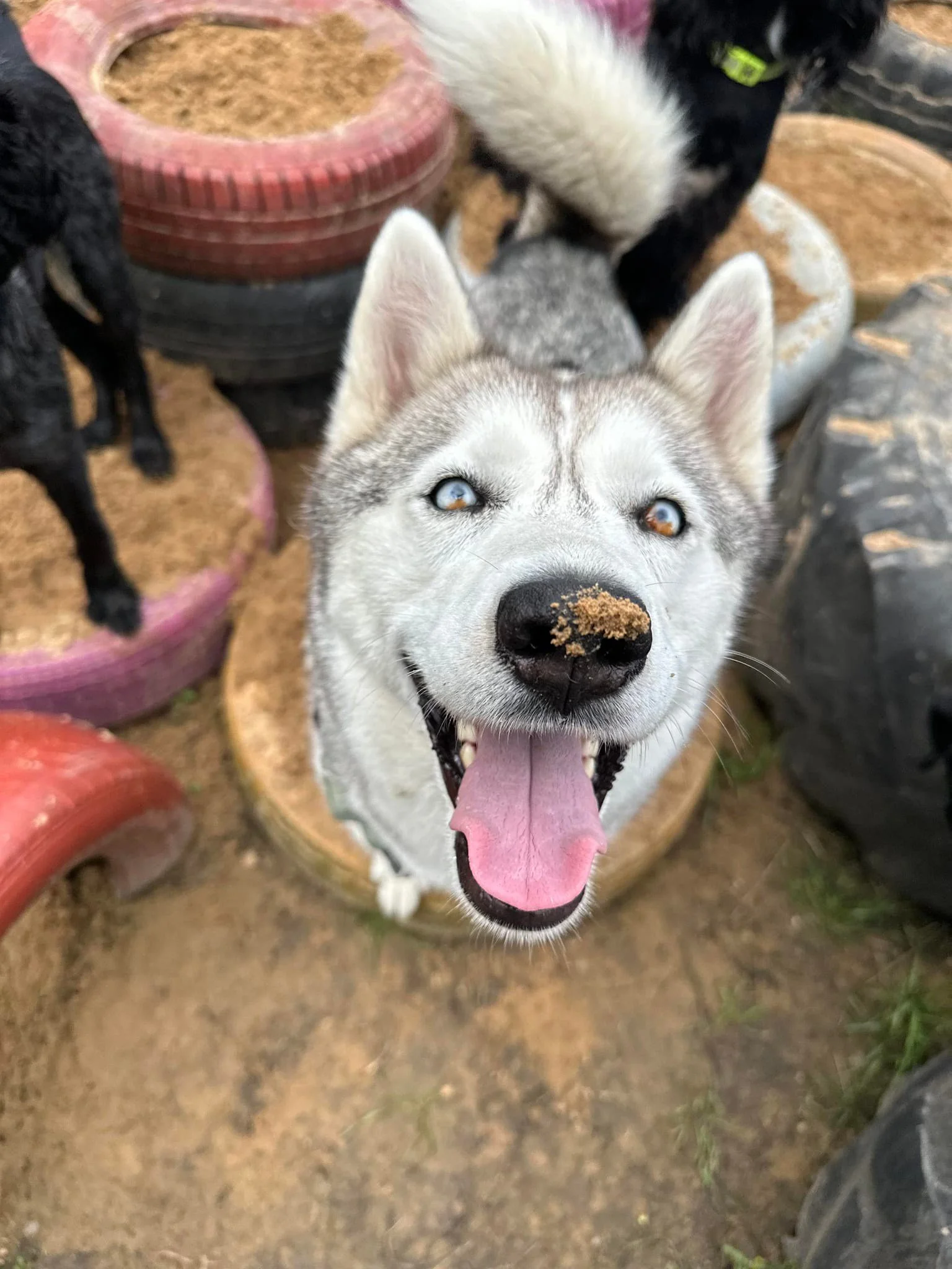 A happy husky dog with blue eyes and a snow-covered nose, sticking out its tongue, surrounded by stacked tires and other dogs in an outdoor setting.