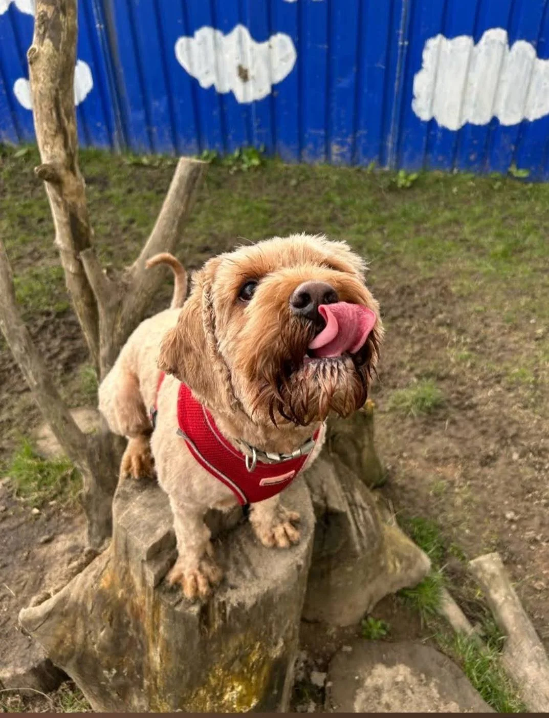 A brown dog with a red harness standing on a tree stump in a yard, licking its nose.