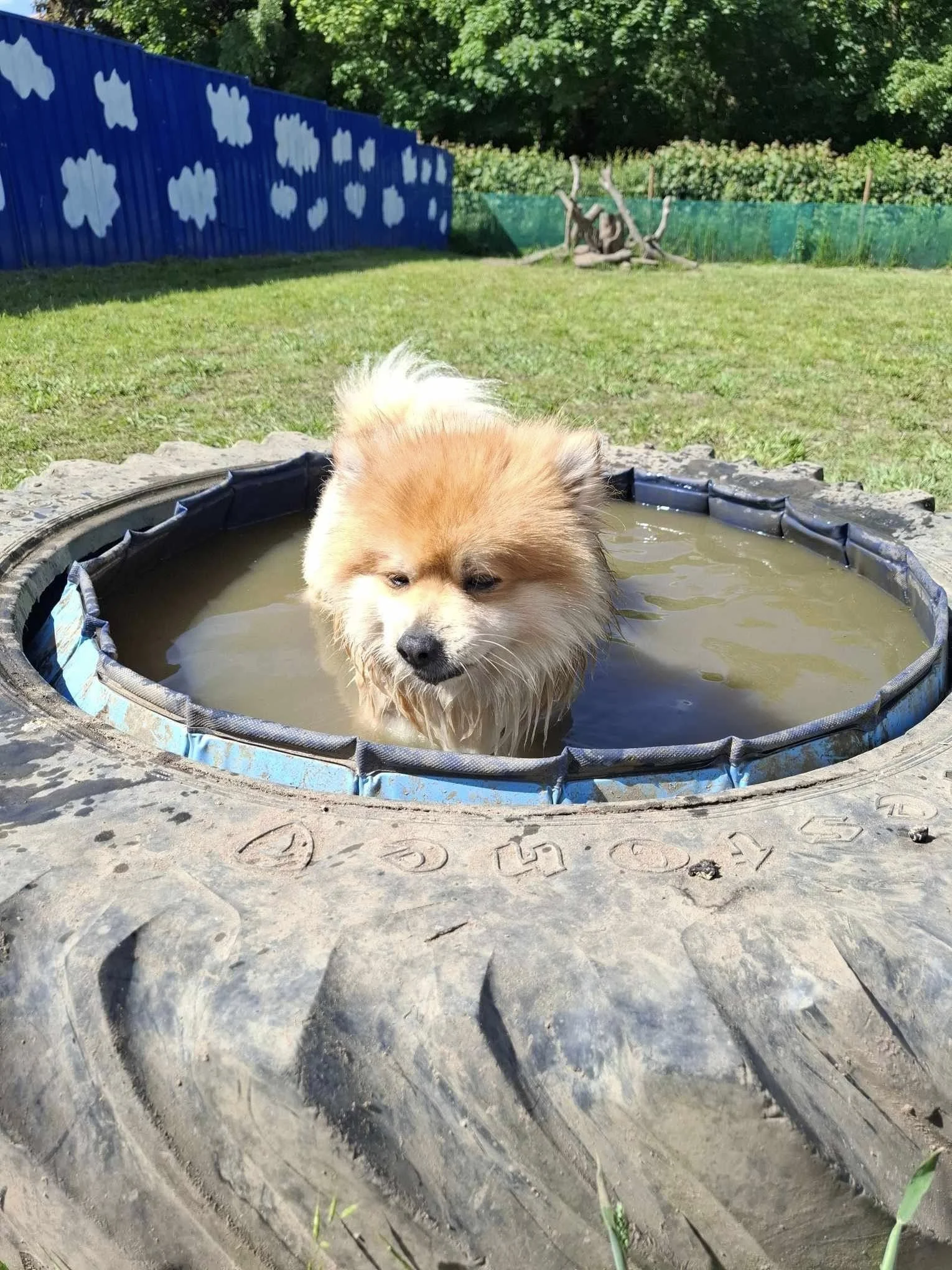 Dog standing in a muddy, water-filled tire swing outdoors with a grassy area, trees, a blue fence with white cloud patterns, and a wooden structure in the background.