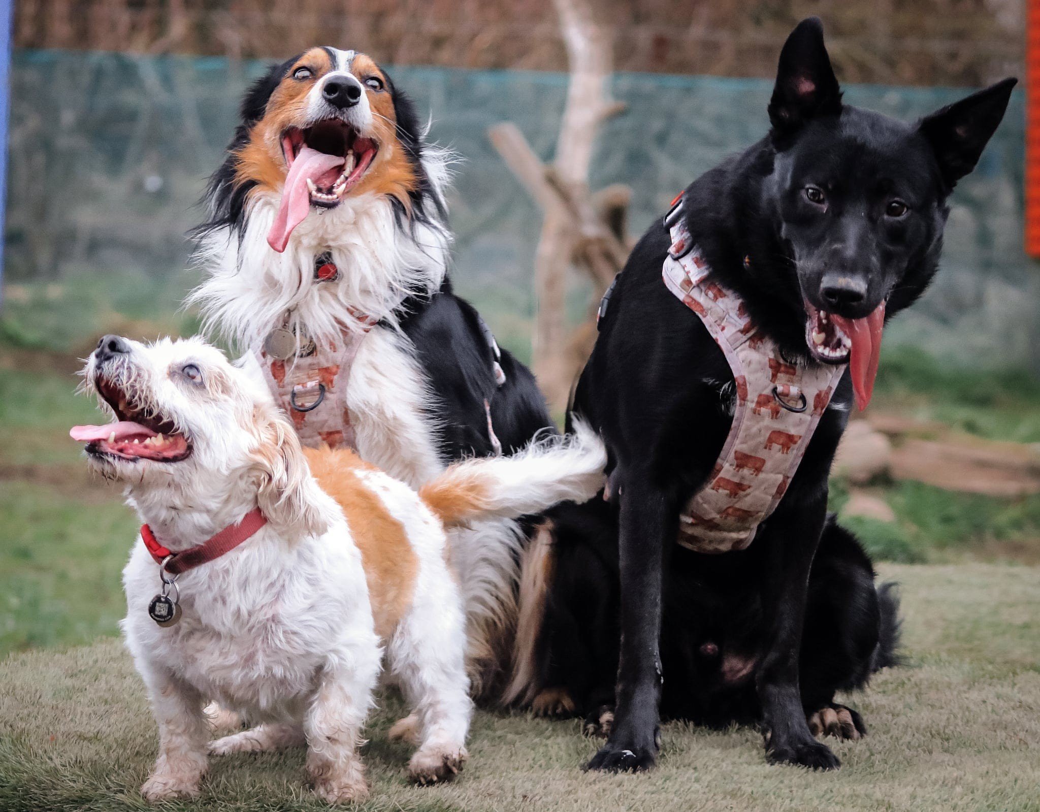 Three dogs of different breeds sitting on grass outdoors, with a background of trees and a green fence. They are all looking towards the camera, appearing happy with their tongues out.