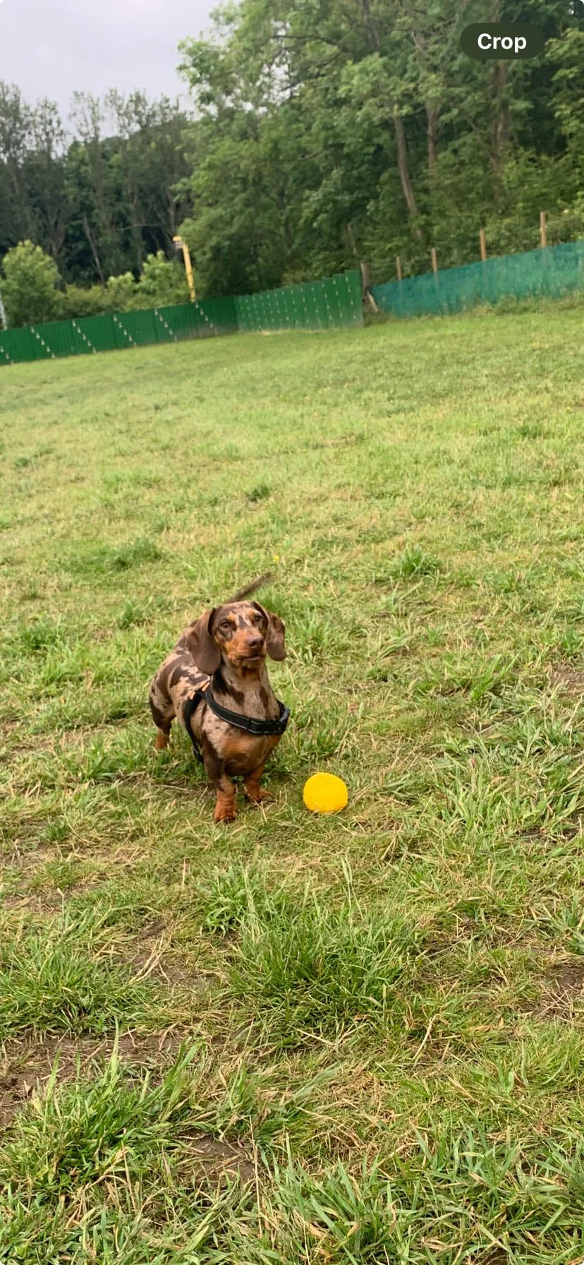 A cute brown and black speckled dog, likely a Dachshund, standing on green grass in a fenced outdoor area with a yellow ball nearby. Trees and a green fence are visible in the background.