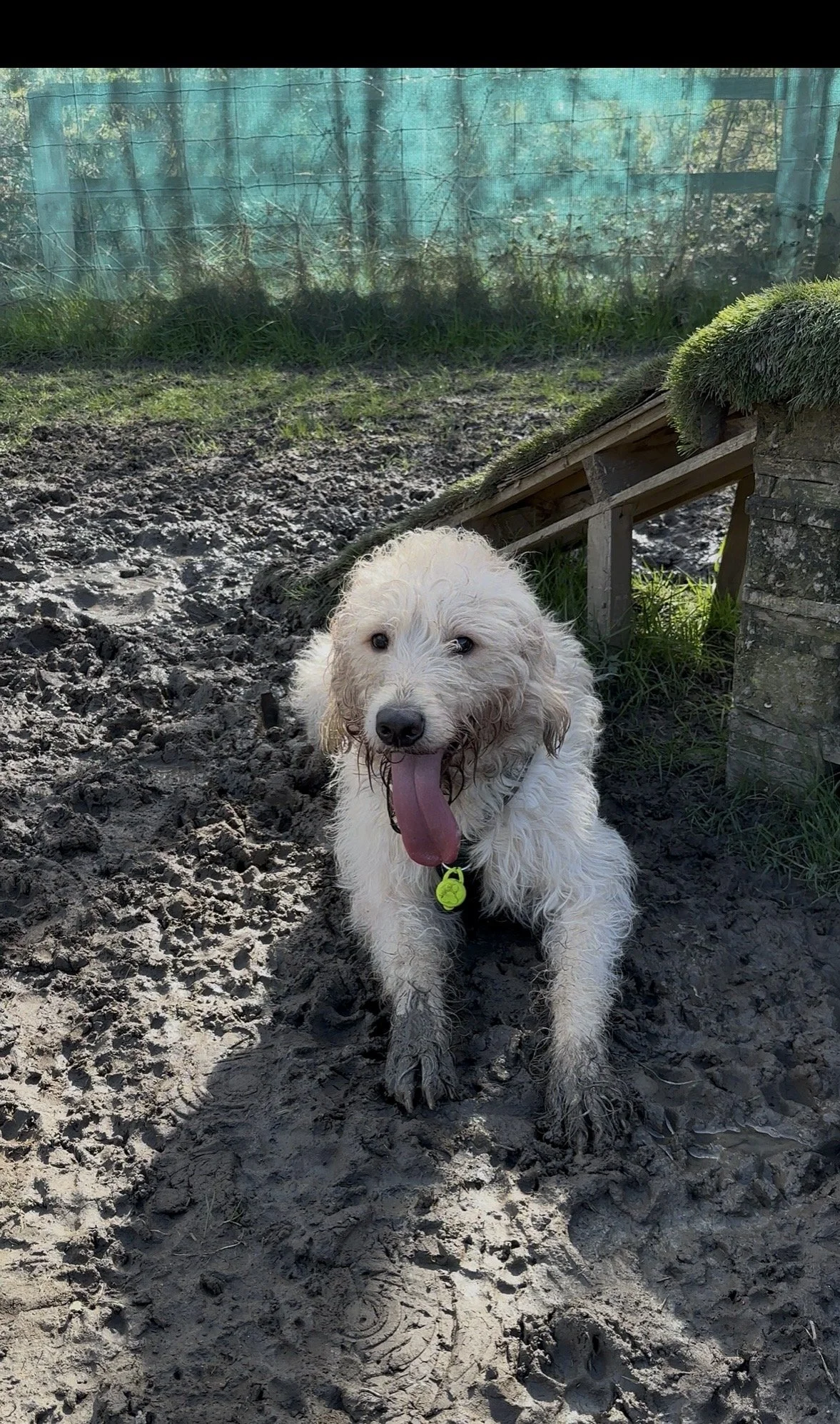 Wet white dog with floppy ears and a green collar, sitting in muddy ground outdoors, sticking out its tongue.