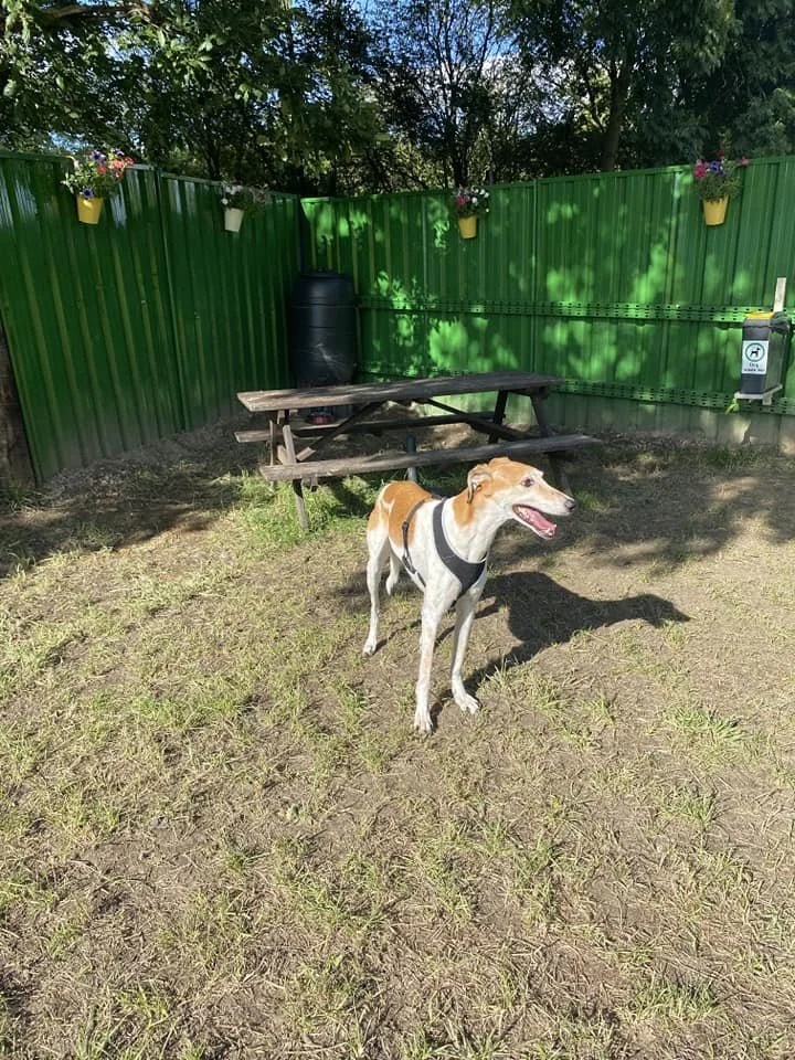 A dog standing on a grassy area near a green metal fence, with a wooden picnic table and black water barrel in the background, and potted flowers hanging on the fence.