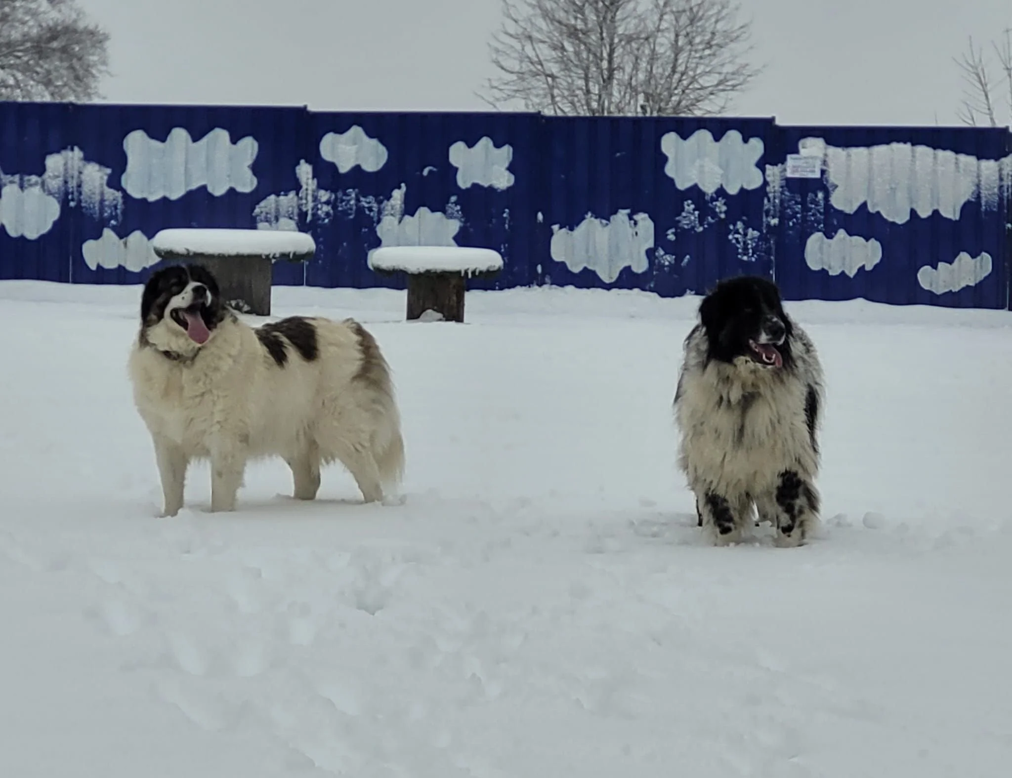 Two fluffy dogs standing in snow in front of a blue fence decorated with white clouds, with snow-covered benches and trees in the background.