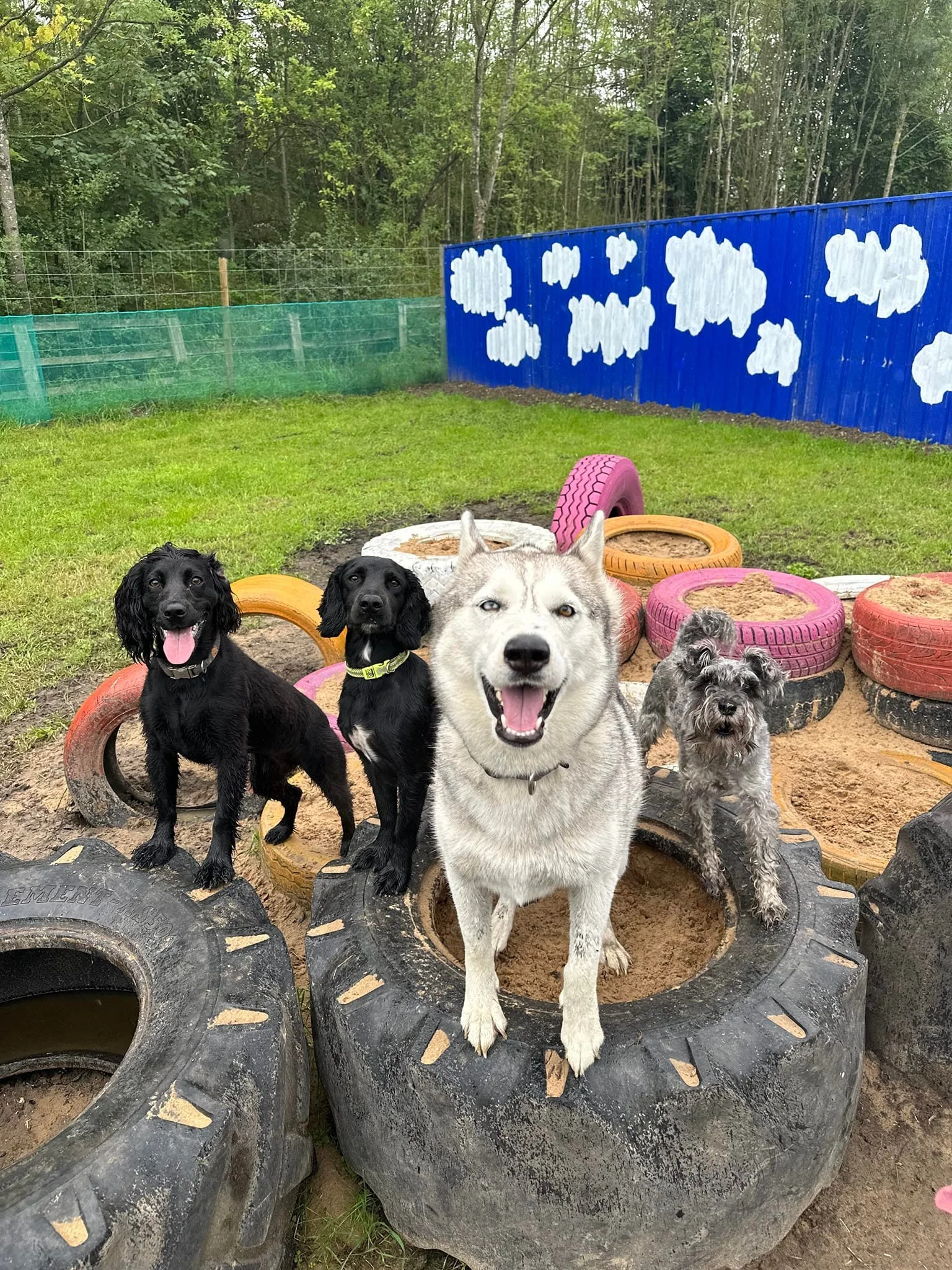 Four dogs standing on and around large tires filled with sand in a fenced outdoor yard, with painted blue fence with clouds in the background.