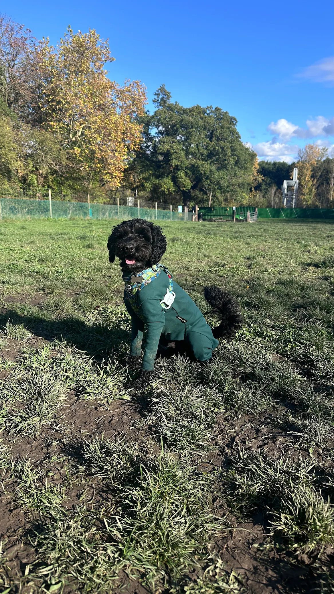 A black dog wearing a green jacket sitting on grass in a park with trees and blue sky in the background.