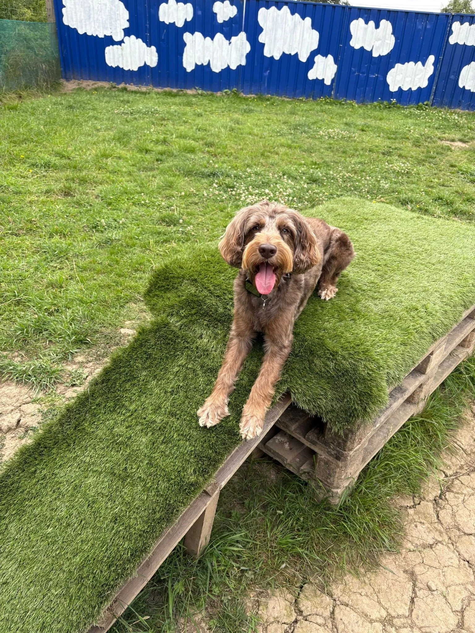 A happy brown dog with a beard lies on a grassy ramp in front of a blue fence with white cloud patterns.