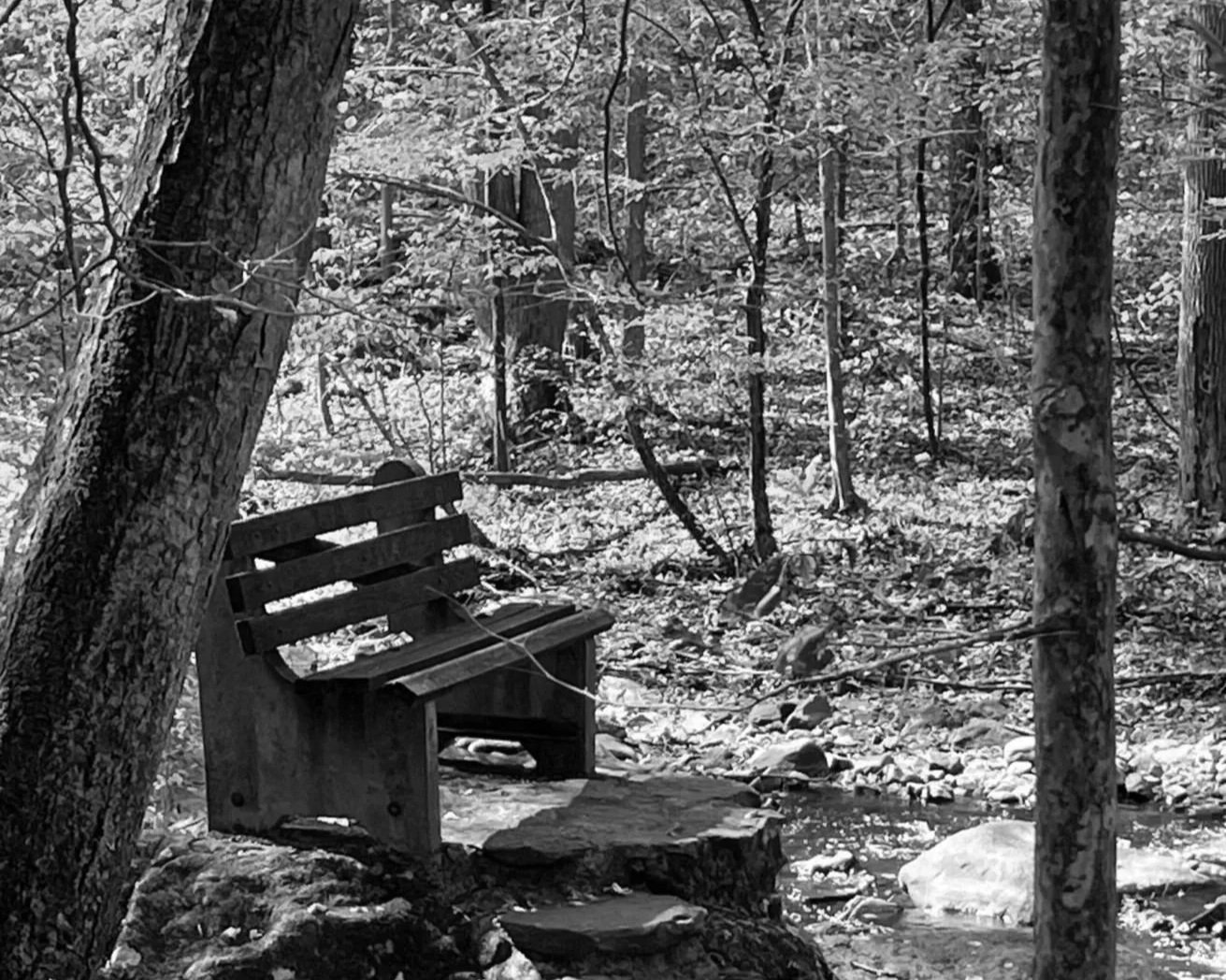 Wooden bench along a quiet forest trail at Hacklebarney State Park, inviting rest, reflection, and seasonal awareness at The Bluff™