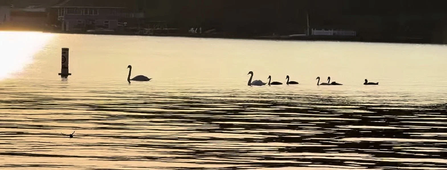 golden-light-swan-family-lake-hopatcong.jpg