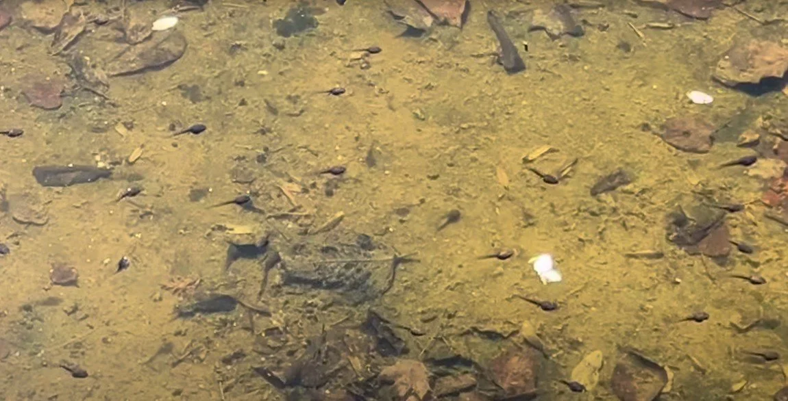 bamboo-brook-tadpoles-circular-pool.jpg