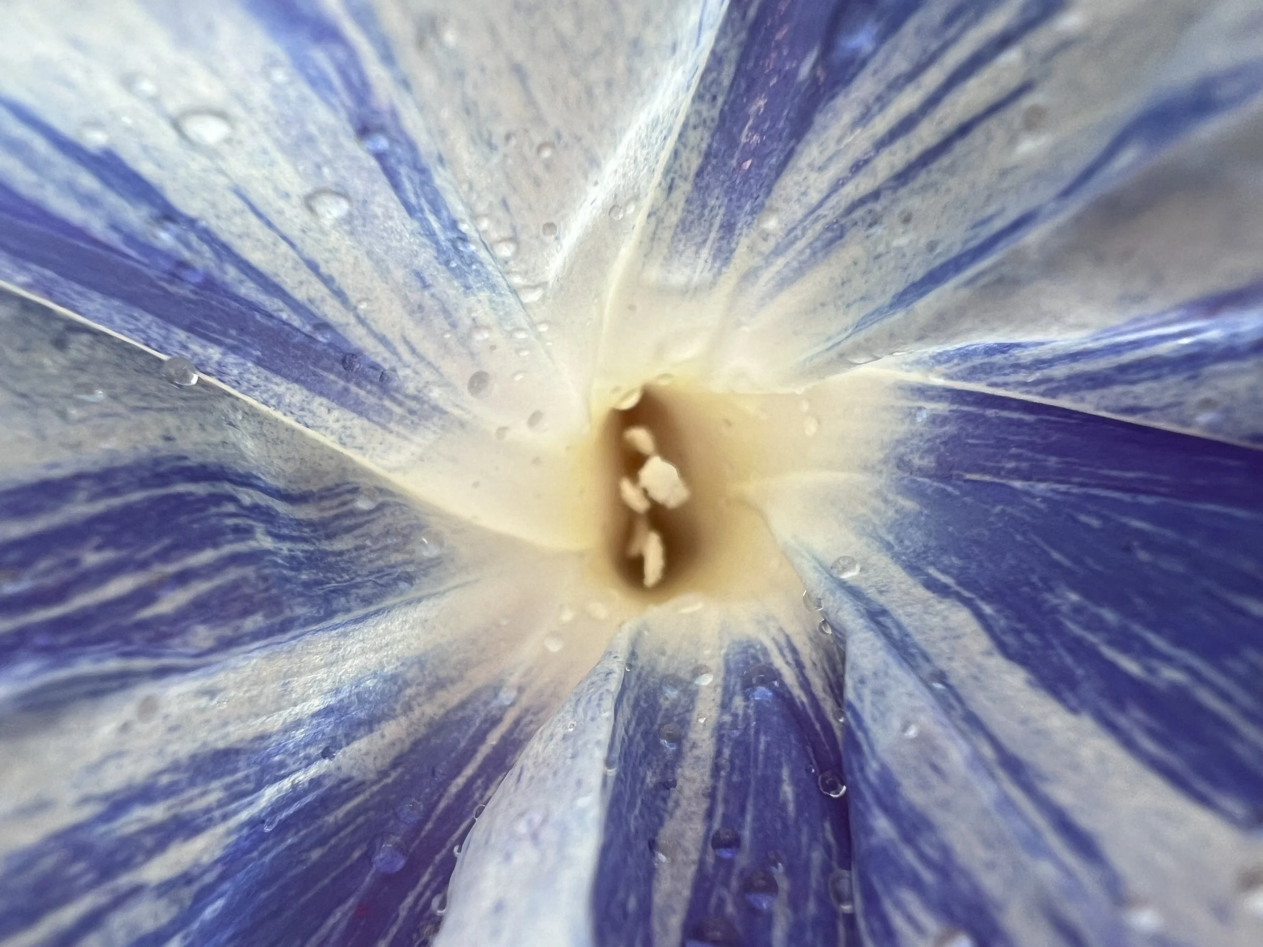 blue-morning-glory-close-up-gertrude-jekyll.jpg