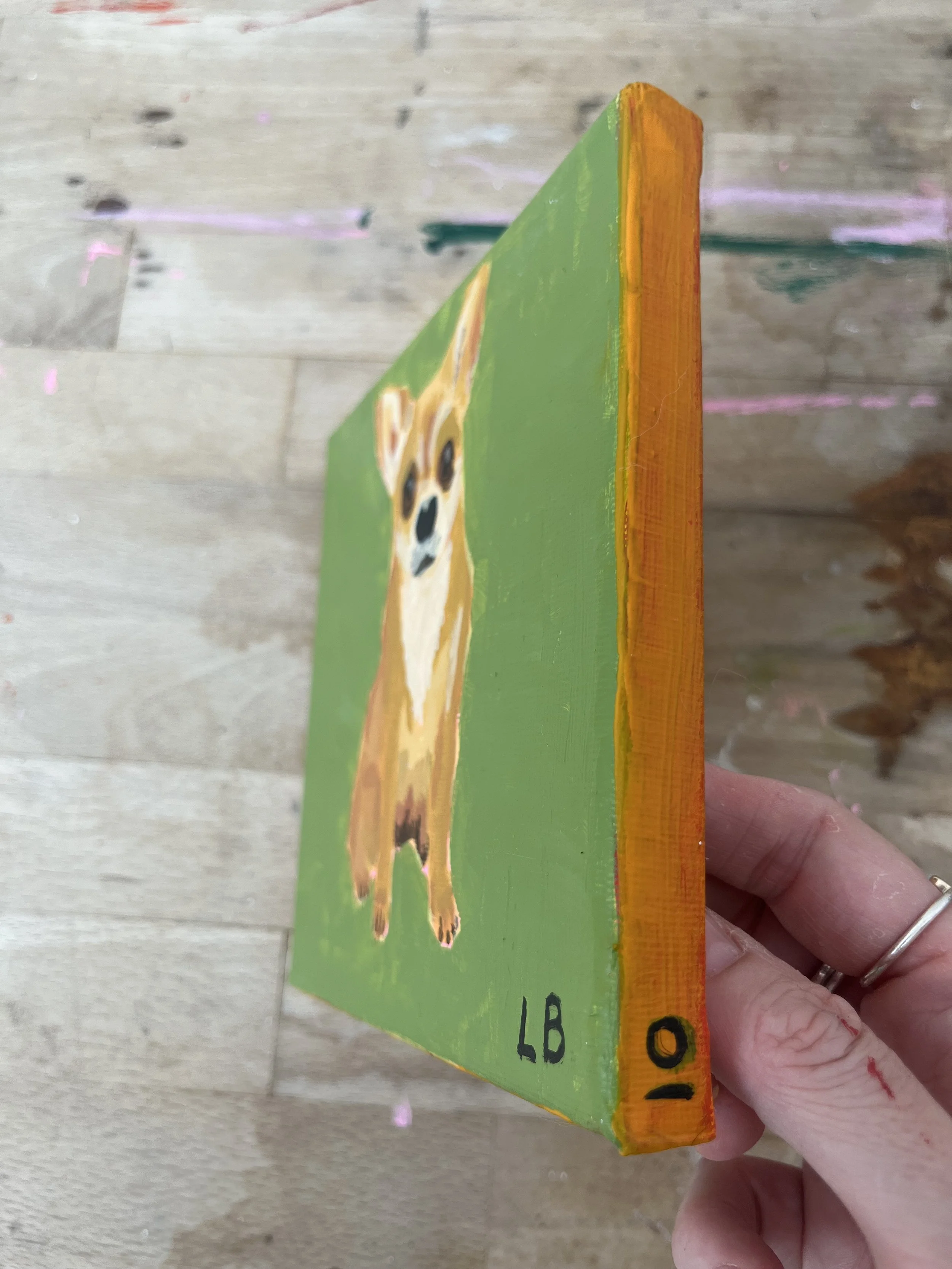 Chihuahua.jpeg