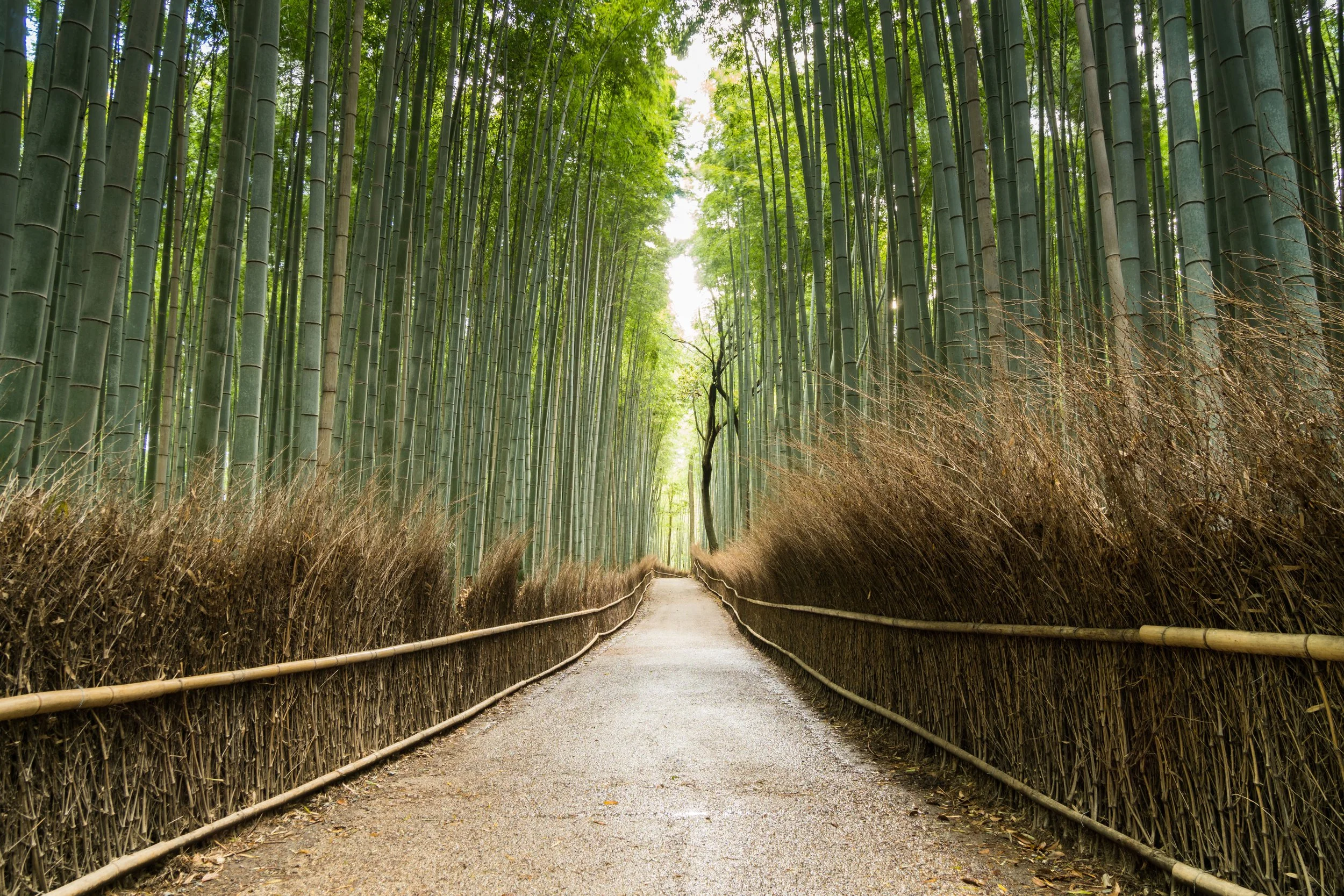 Japan, Kyoto, Bamboo Forest