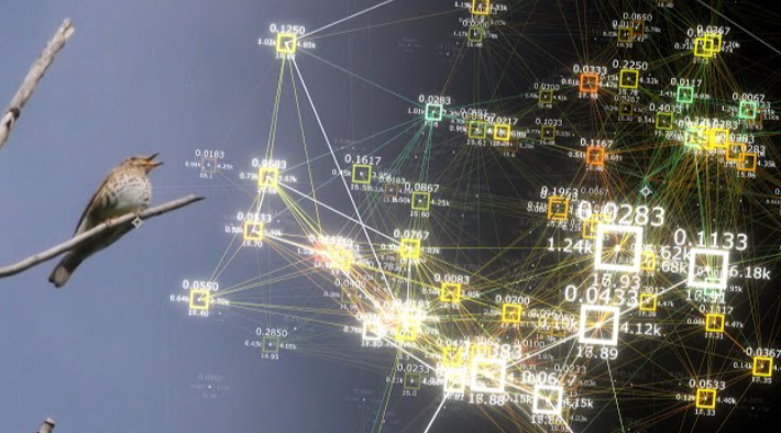 Birdsong as Fingerprints