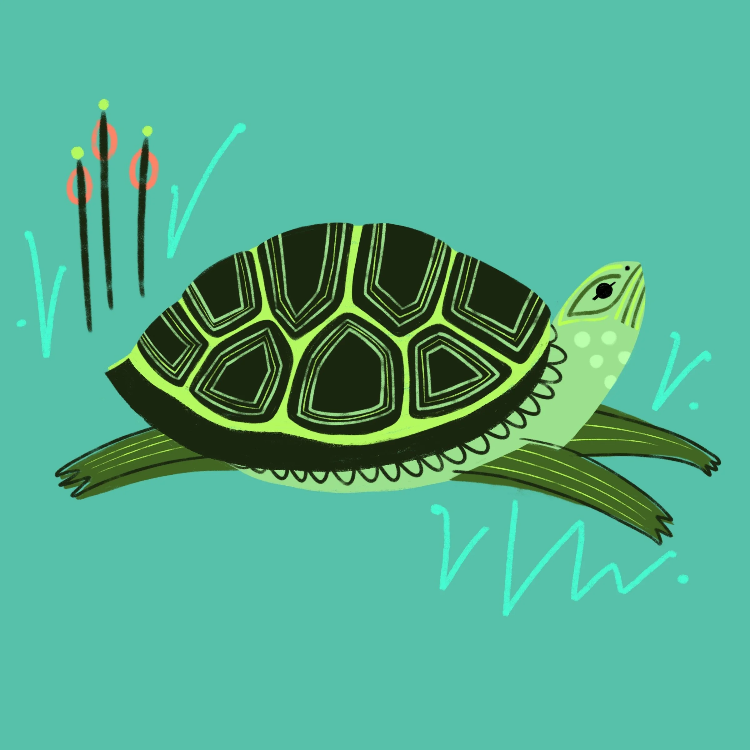 Turtle.jpg
