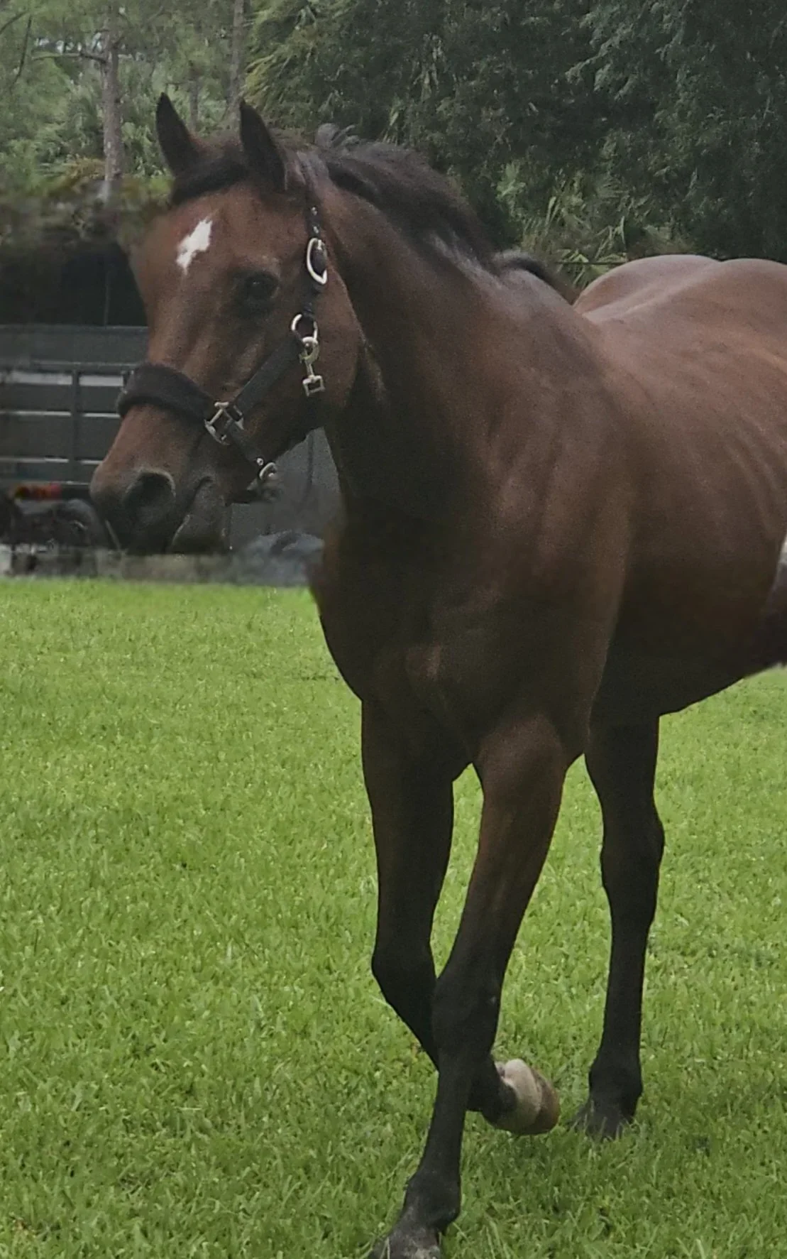 A brown horse with a black mane and a white star marking on its forehead, standing on green grass, wearing a black halter, in an outdoor setting with trees and a trailer in the background.
