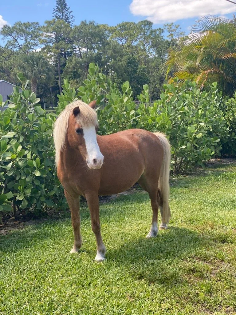 A small brown pony with a light mane standing on green grass in front of lush green bushes and tall trees on a sunny day.