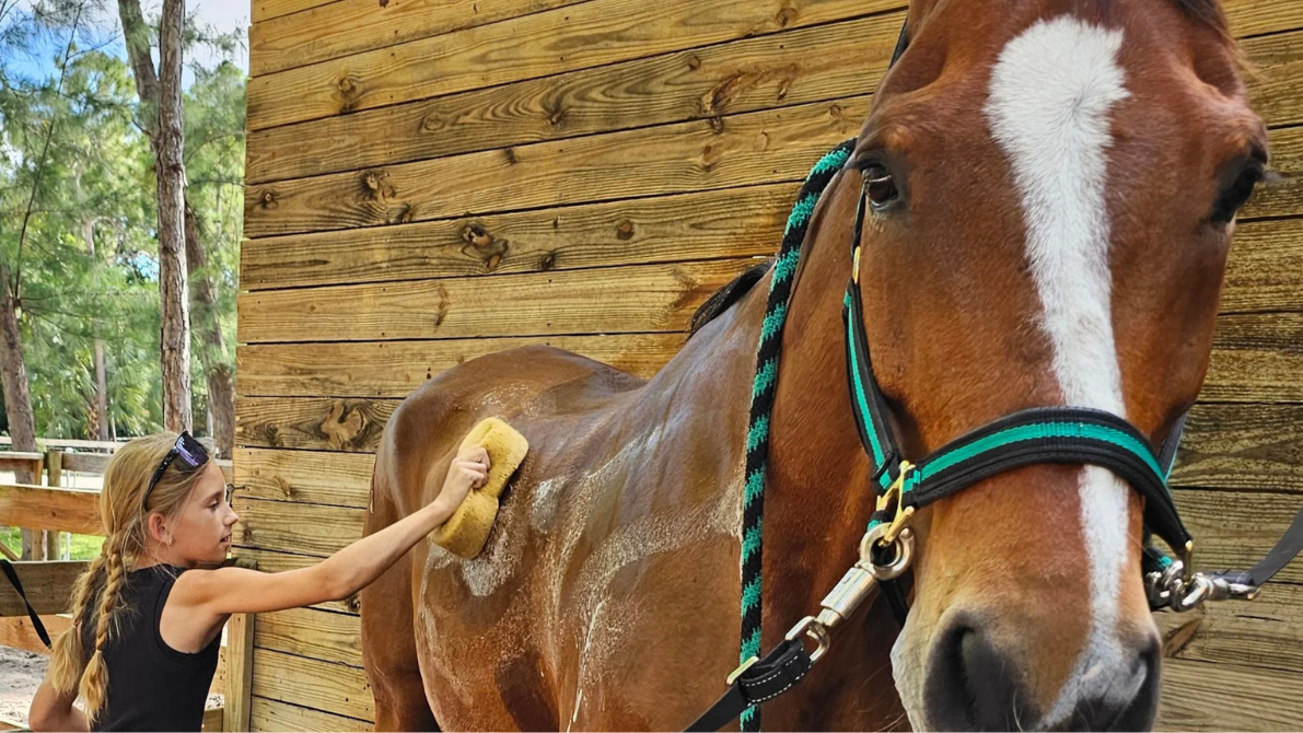 A young girl wearing sunglasses brushes a brown horse with a white stripe on its face, standing next to a wooden wall outdoors.