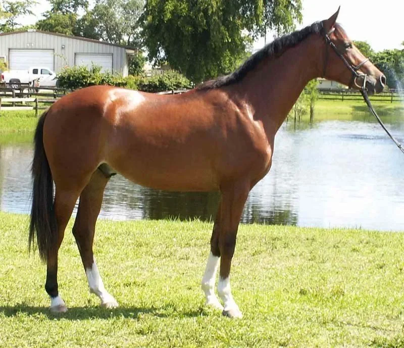 A brown horse with white markings on its legs standing on green grass near a pond, with trees and a building in the background.