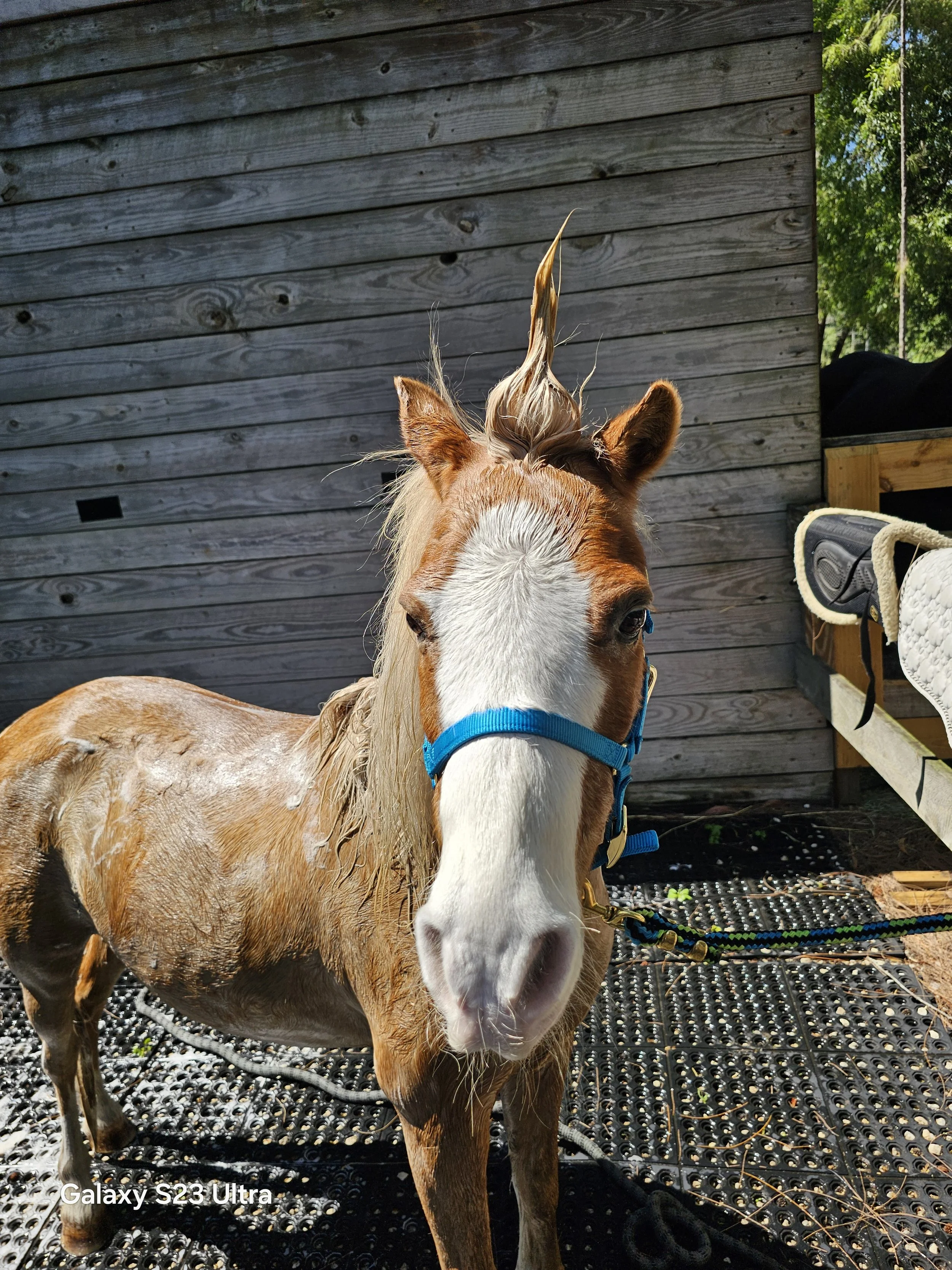 A wet brown and white pony with a tall, braided mane standing outside on black rubber mats near a wooden shed.