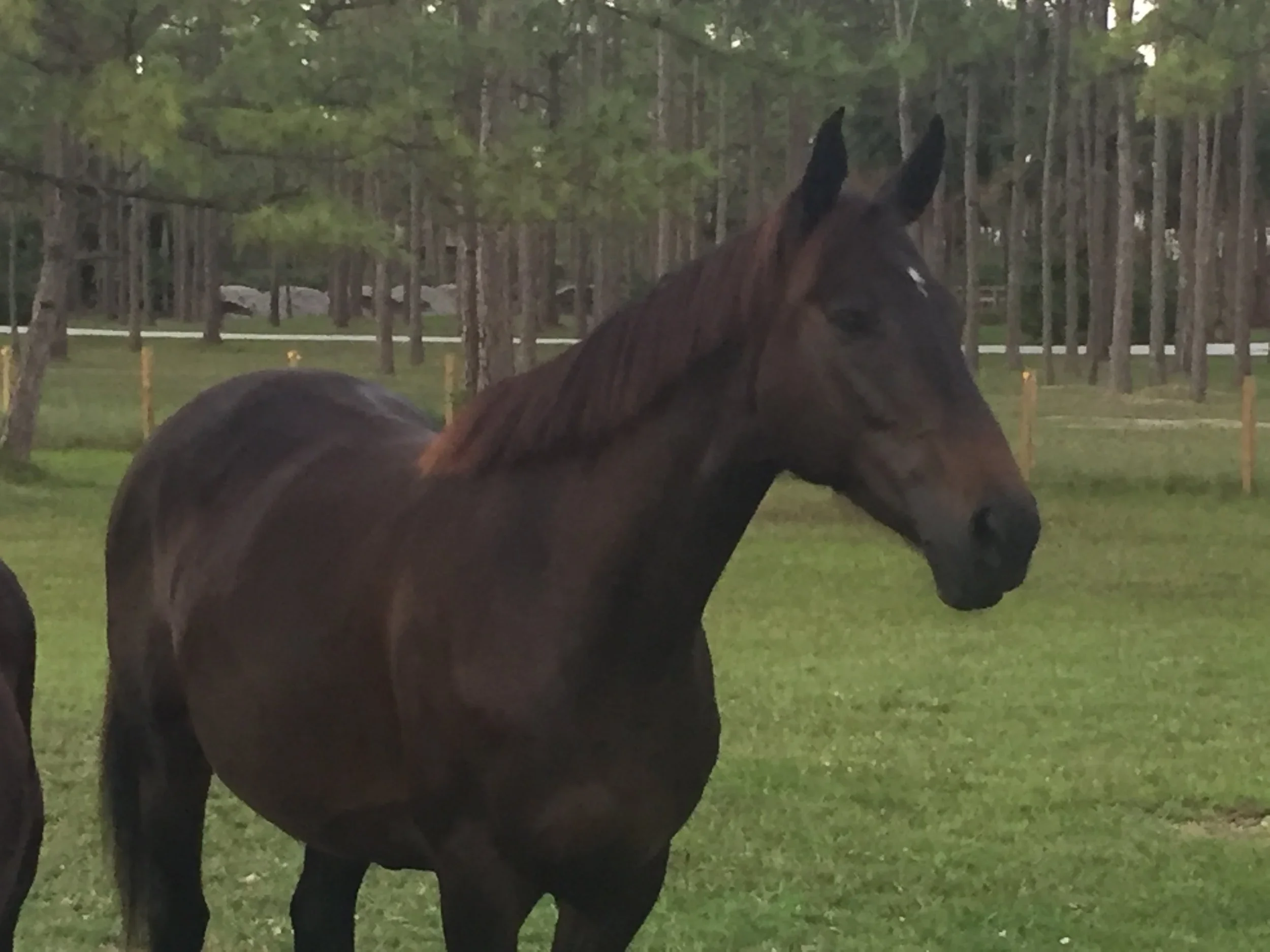 A brown horse with a dark mane standing on green grass in a field with trees in the background.