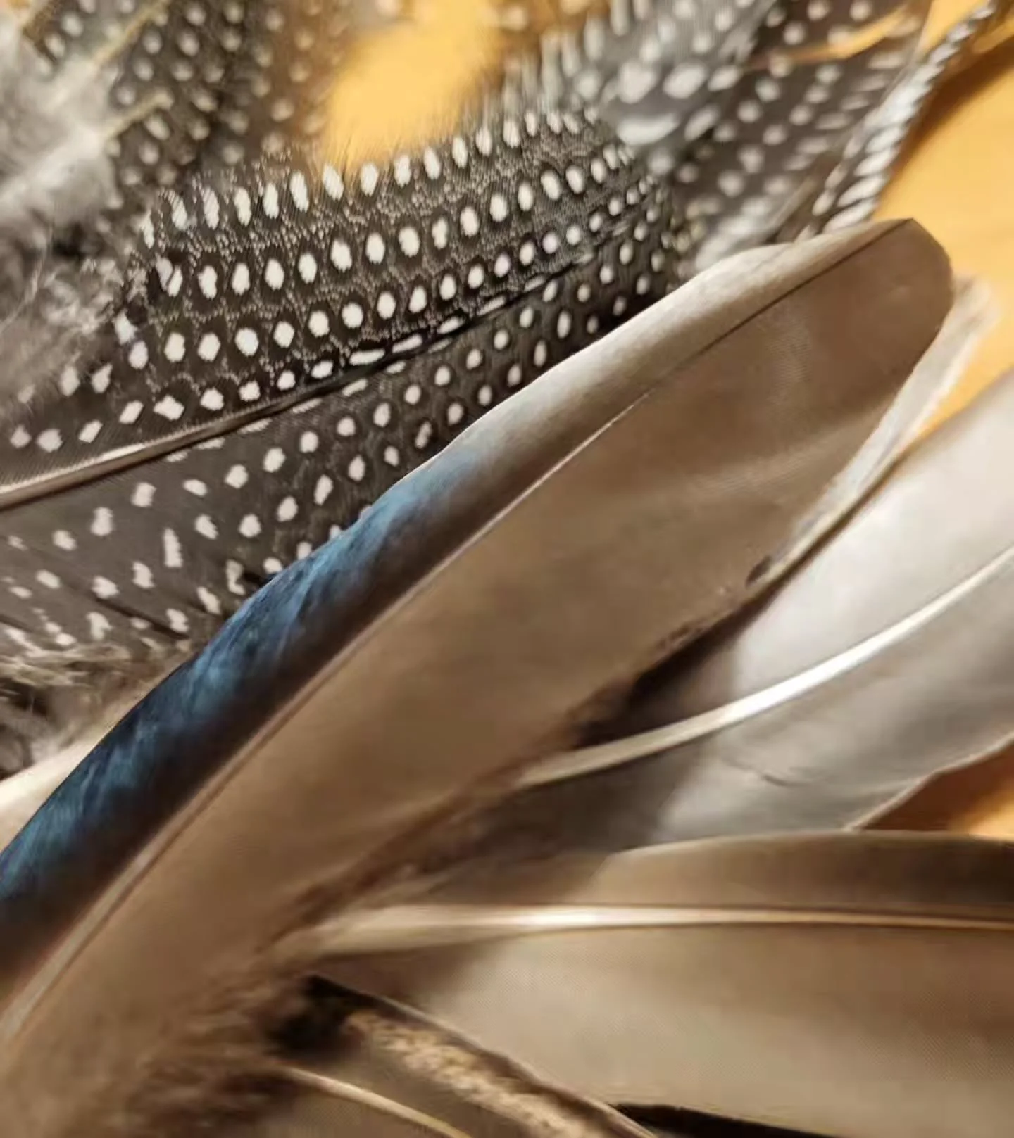 Some wonderful feathers are being cleaned and prepped for use ~ Duck and Guinea Fowl.

The Duck feathers were found by a local pond, after a little forage and some gathering. The sheen of blue when in the light will make a fab addition to a hat. 
The