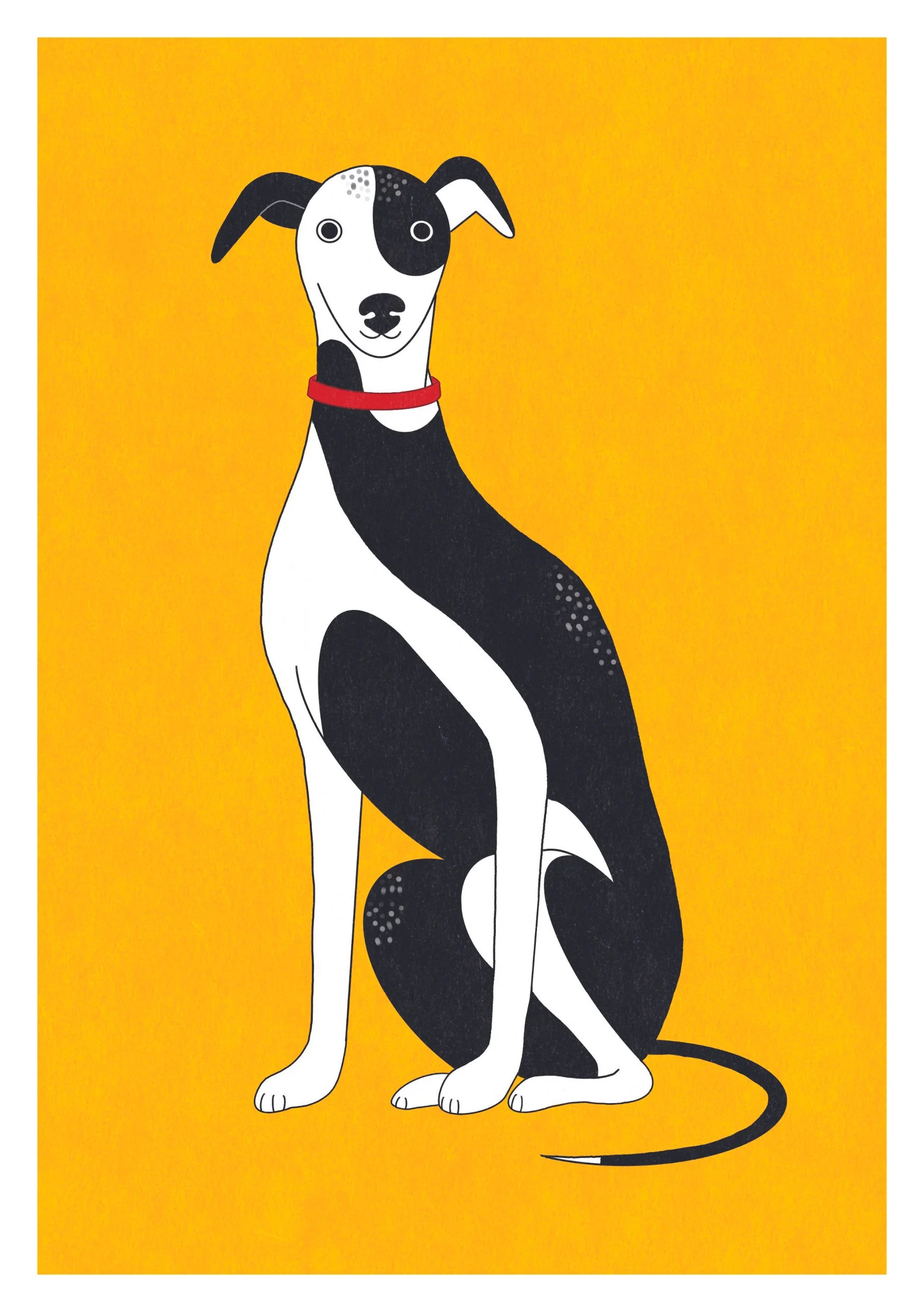 Illustration of a black and white whippet dog with a red collar, sitting against a yellow background.