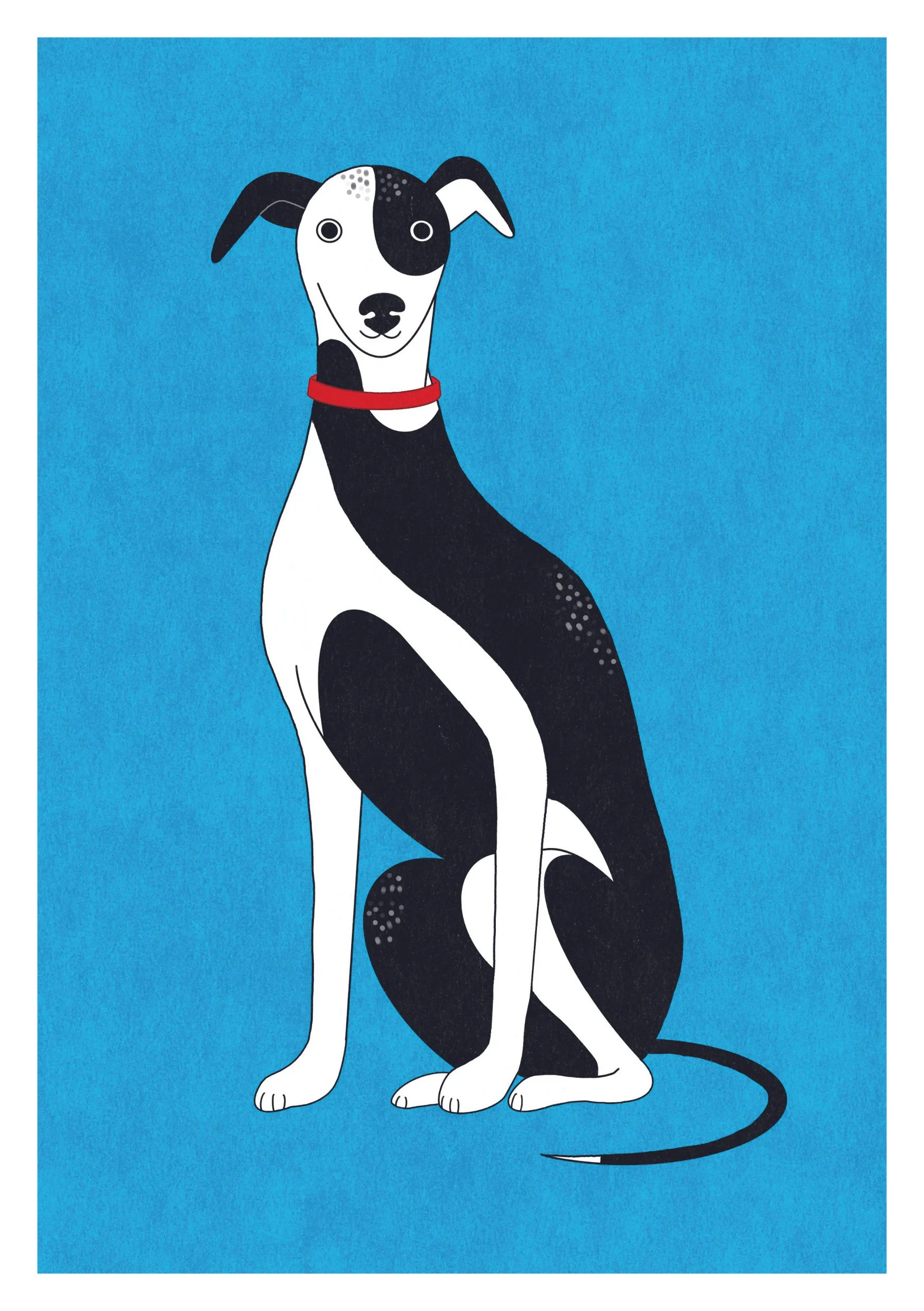 Illustration of a black and white whippet dog with a red collar, sitting against a blue background.