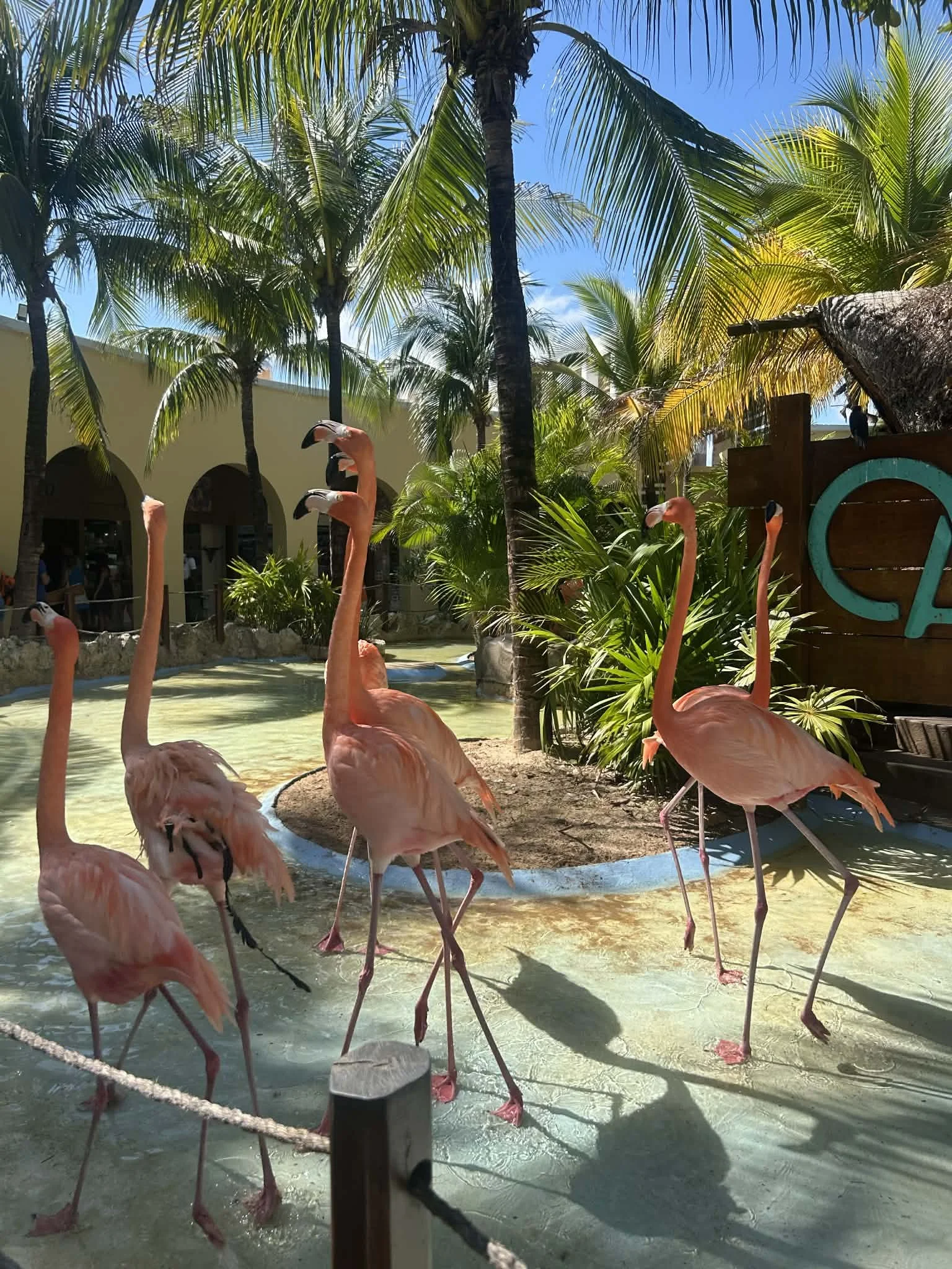 Group of flamingos standing on a sandy area near water, surrounded by palm trees and tropical plants on a sunny day.