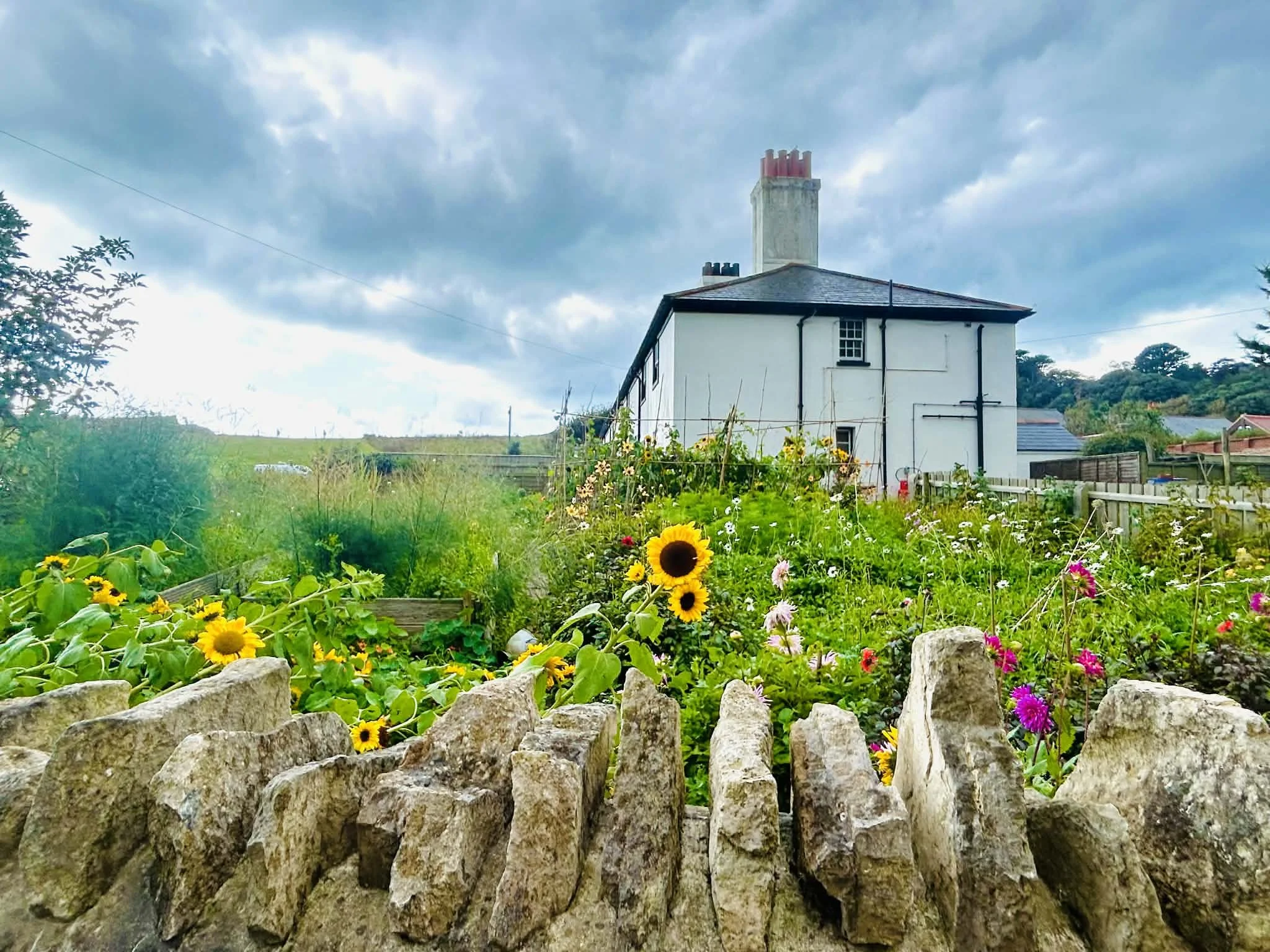 A garden with various colorful flowers including sunflowers, bordered by a stone wall, with a white house and a cloudy sky in the background.