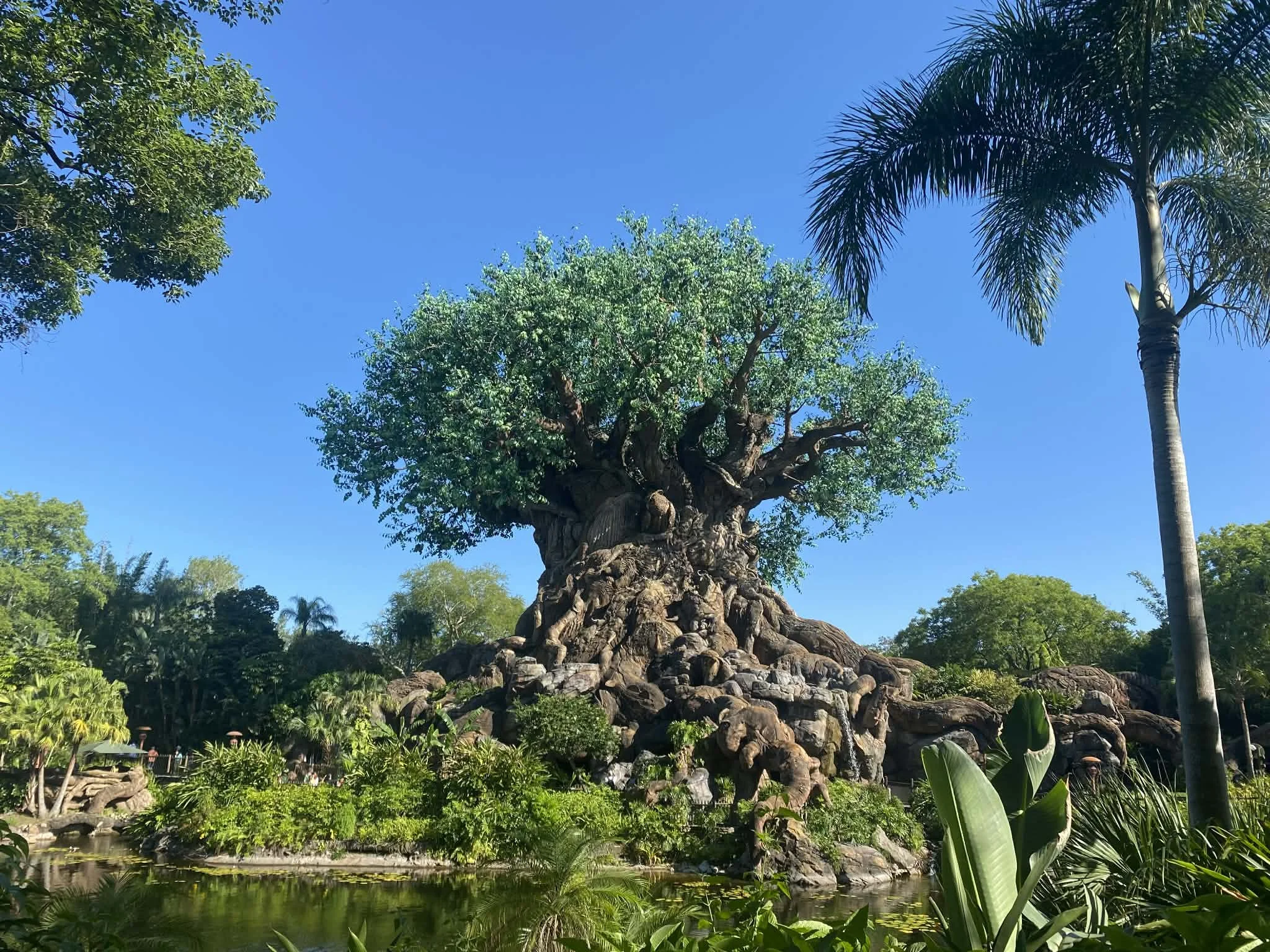 A large, ancient tree with a thick, gnarled trunk and a broad canopy of green leaves, situated in a lush park with a pond in the foreground, under a clear blue sky.